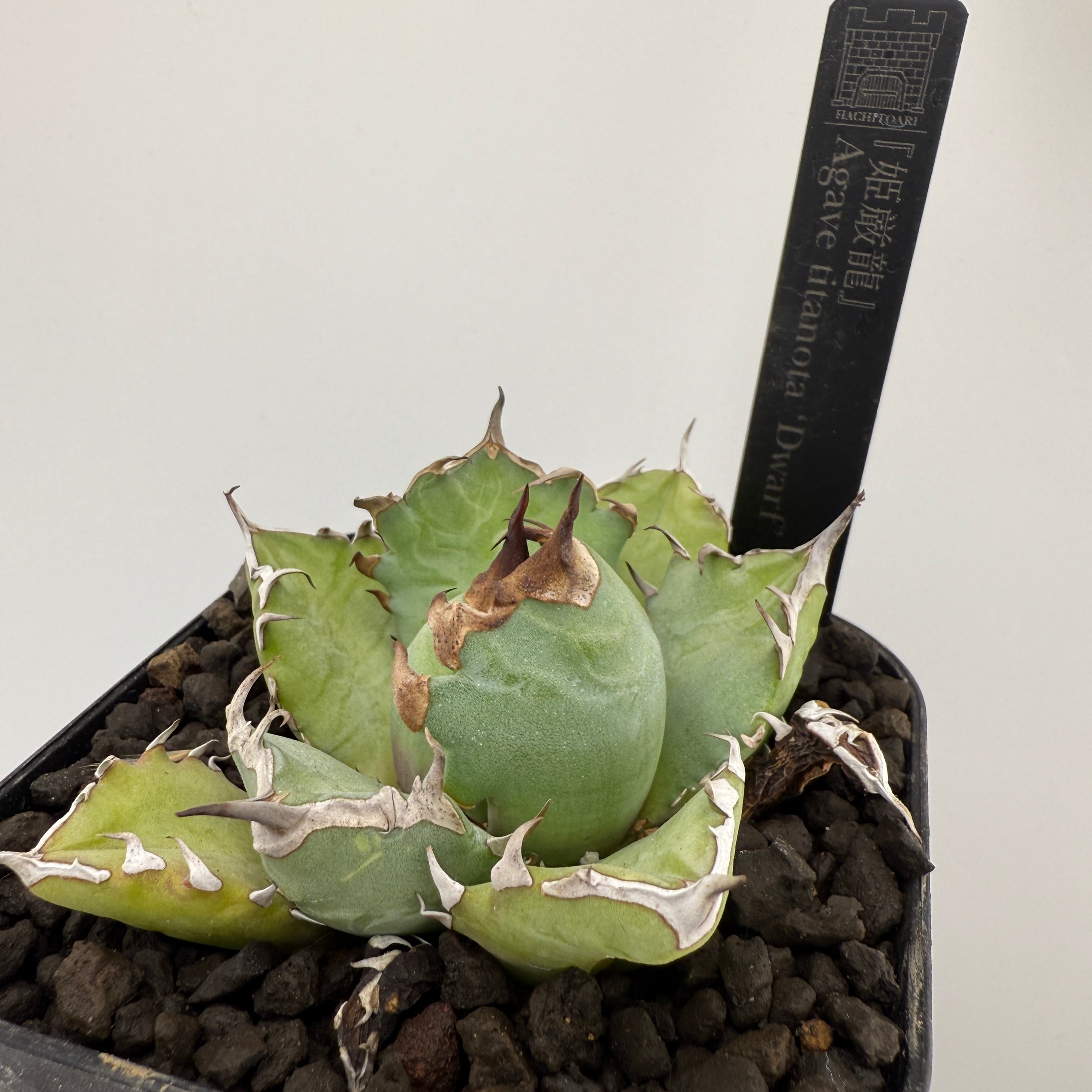 No.04 姫厳竜 Agave titanota