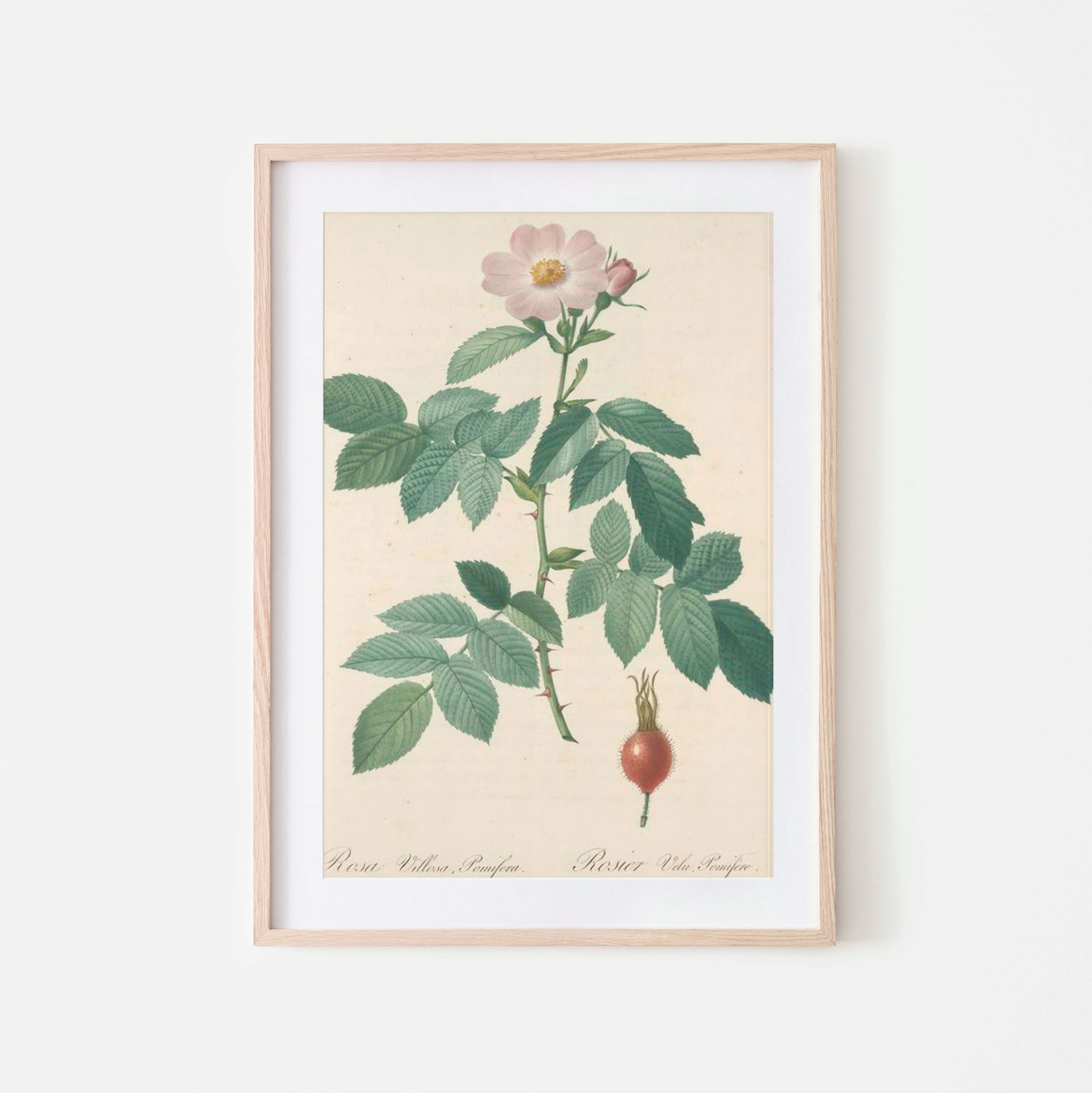ルドゥーテの薔薇アートプリント Rosa Indica Subviolacea