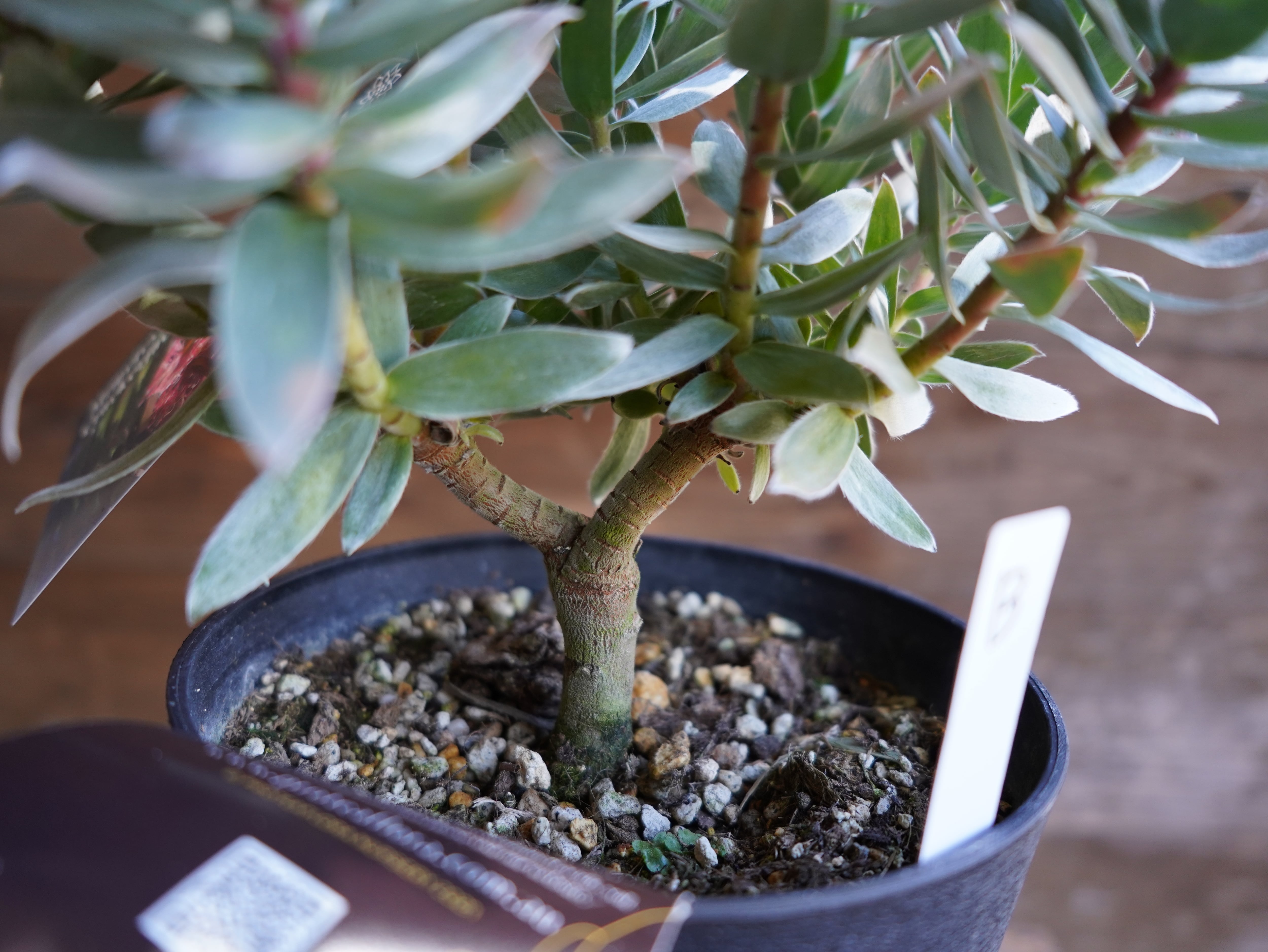 【現物】ミメテス　”クラッカージャックシルバー”　B