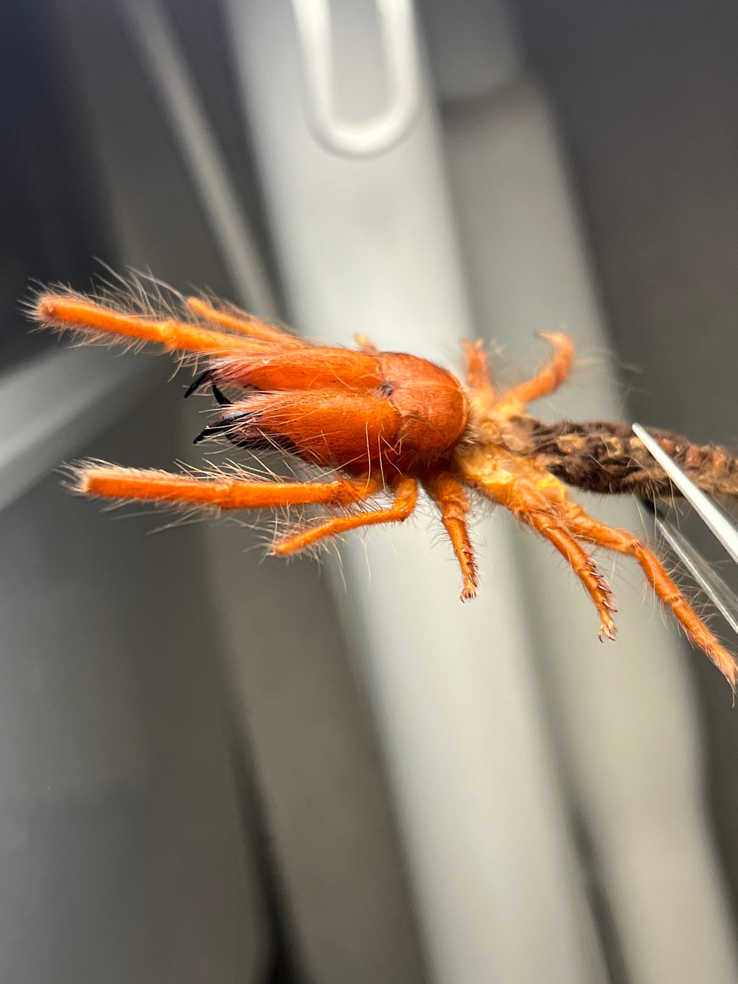 【発色良好】ブラッドレッドヒヨケムシ Dinorhaxウデムシ 奇蟲標本 太顎】ブラッドレッドヒヨケムシ Dinorhaxウデムシ 奇蟲標本 標本 昆虫