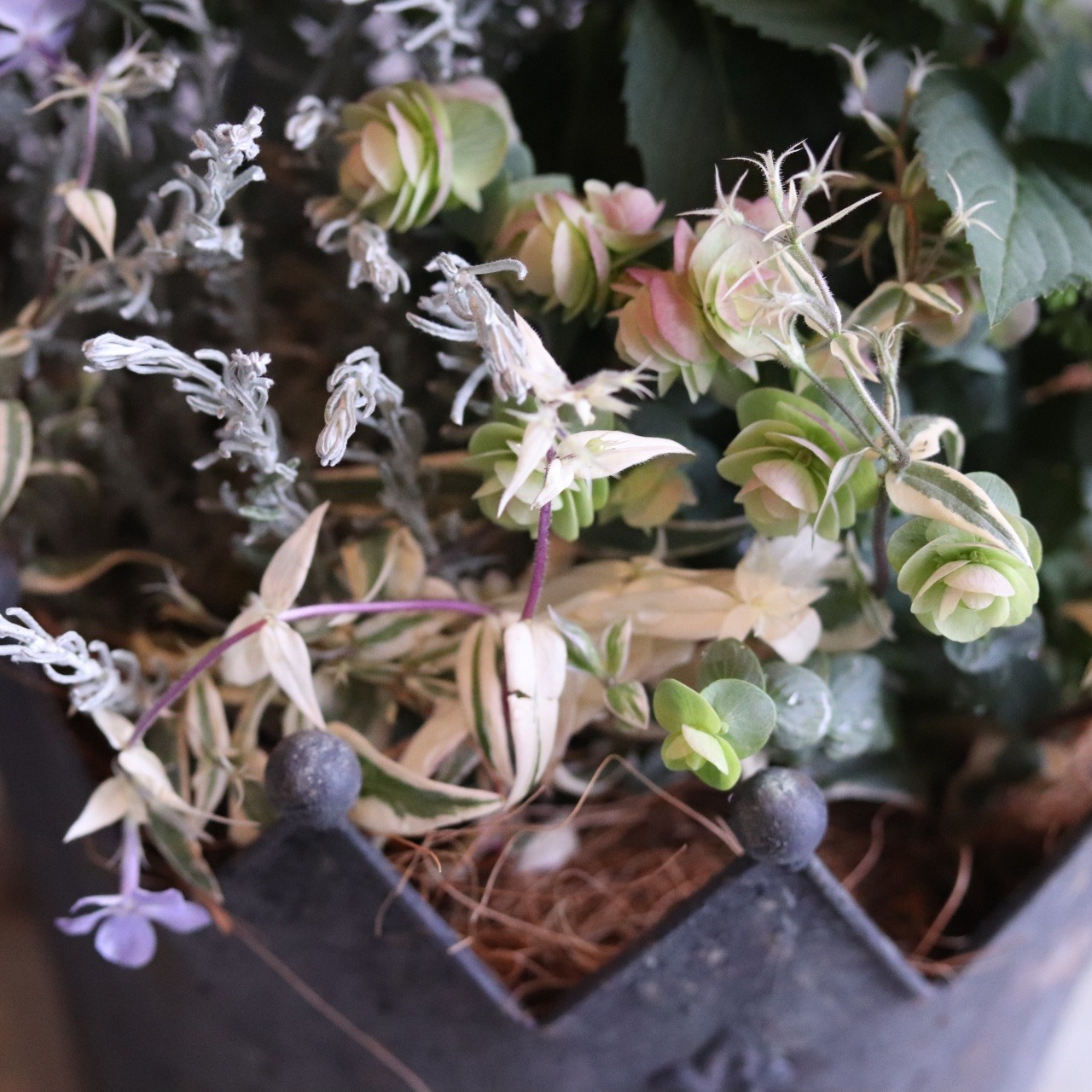 モンディマンシェ 寄せ植え　ヤマアジサイ満天星クラウンカップ｜届いてすぐ飾れる完成品｜玄関インテリア｜母の日・新築・開店祝いギフト
