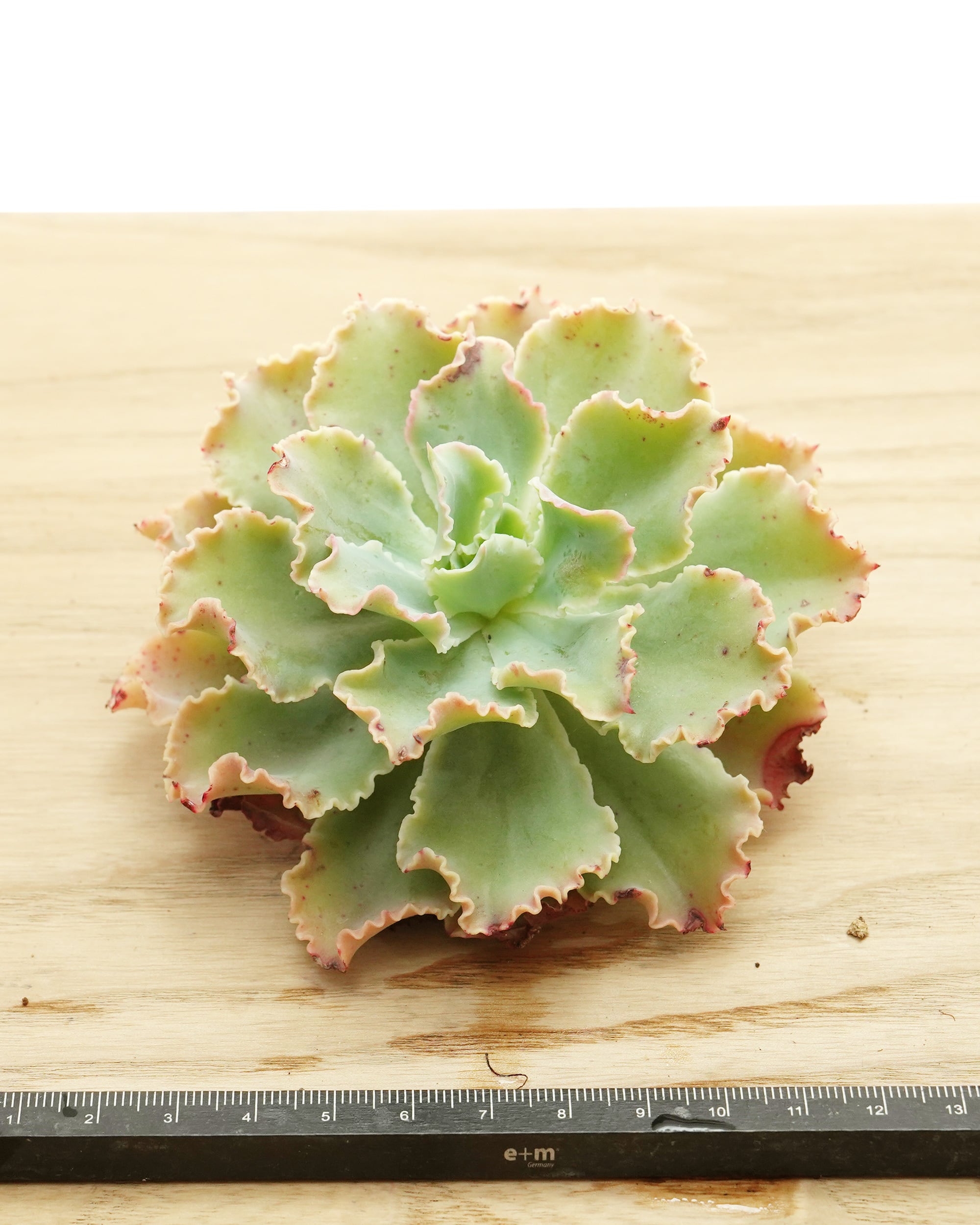 水耕管理苗 ブルーフォックス Echeveria 'Blue Fox' | PUKUBOOK SUCCULENTS