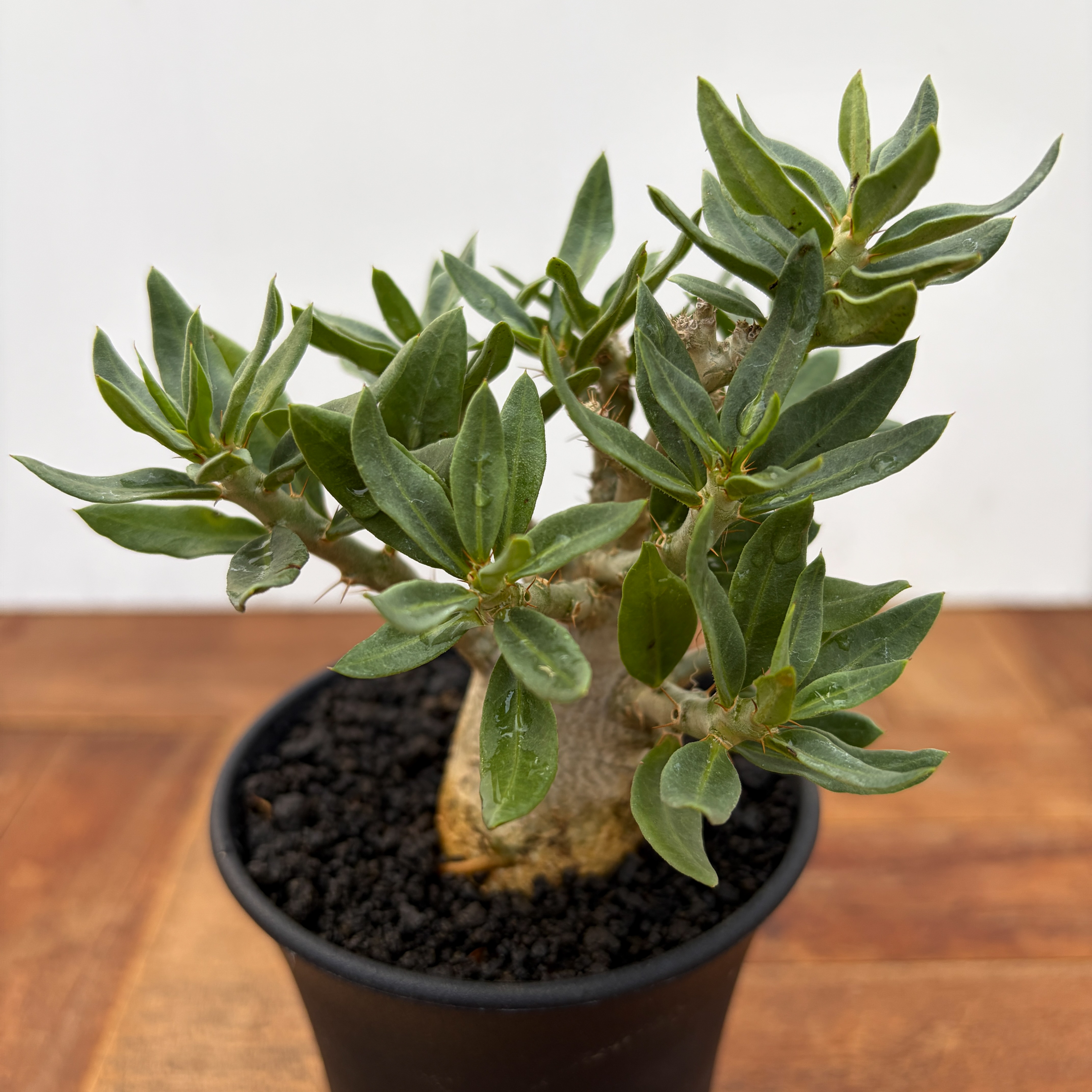 Pachypodium bispinosum【パキポディウム・ビスピノーサム・実生