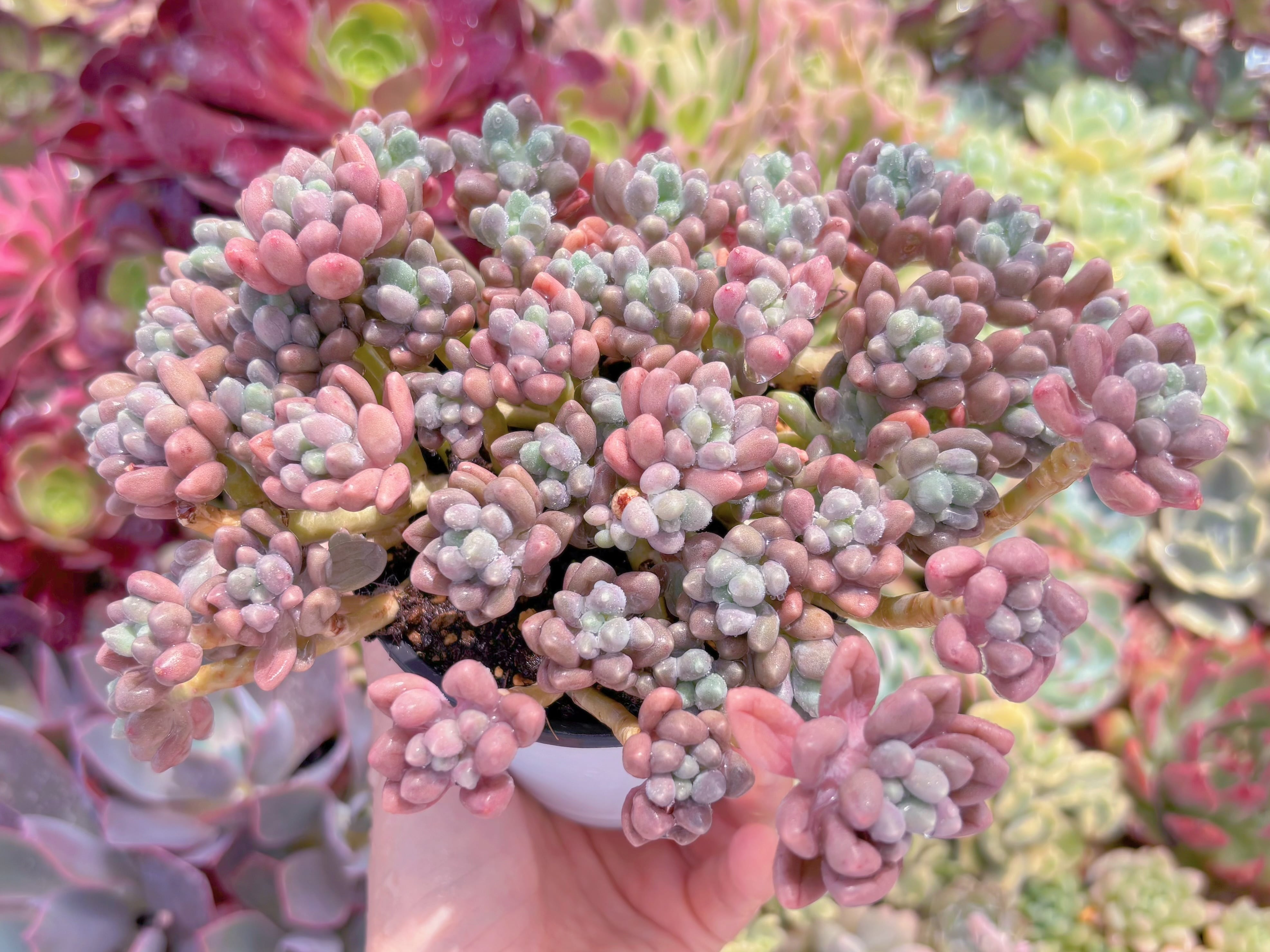 現品　エクスパトリマータxクレムネリア#F019　群生　るる農園