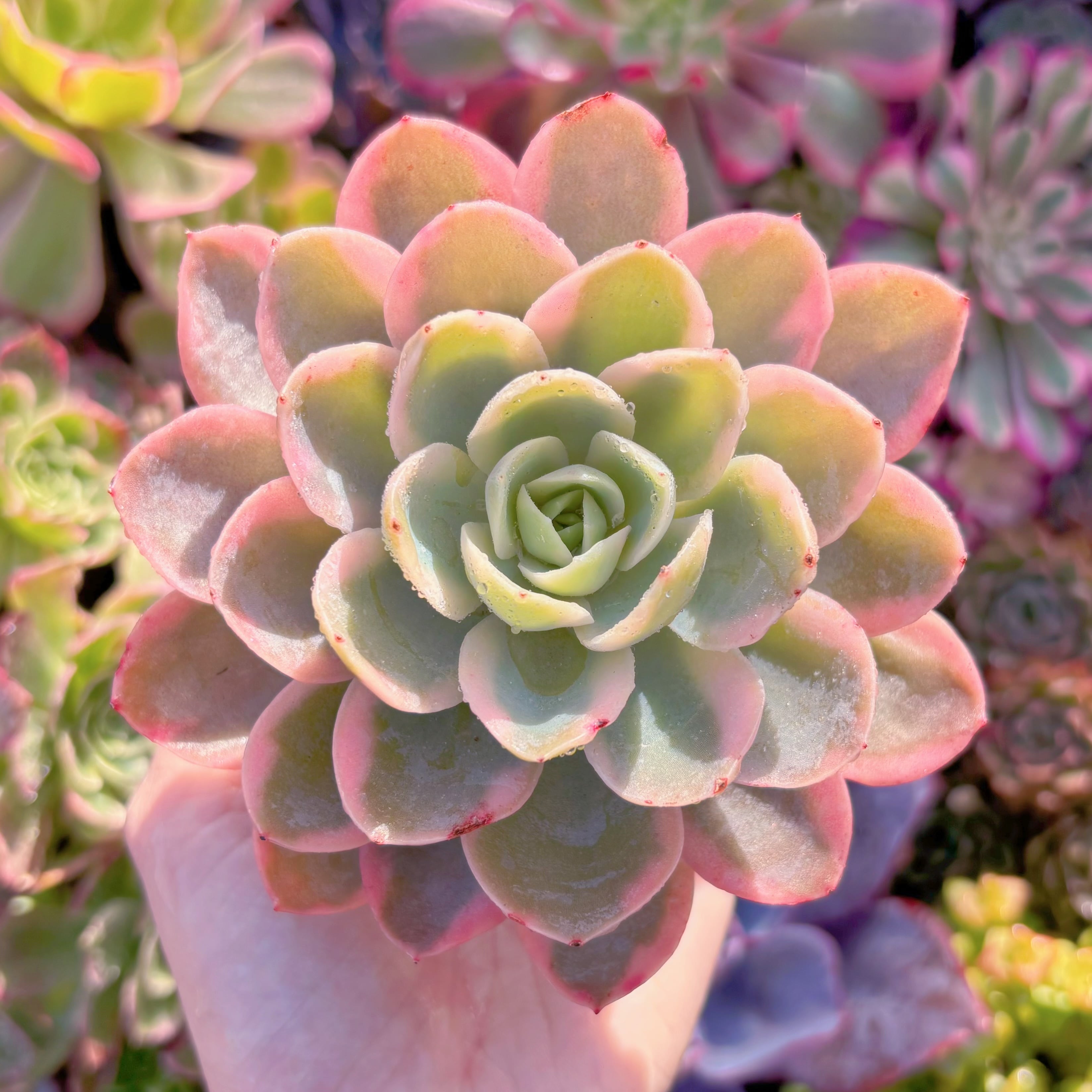 現品　ピンクベラ錦#890　新入荷　るる農園