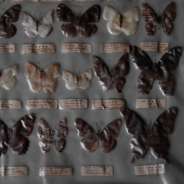 Butterfly specimens