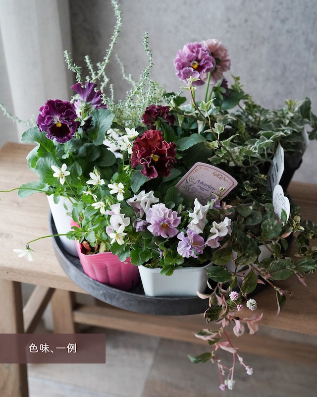 【花苗セット】 えんじ〜紫色のフリルパンジーがメインの寄せ植え苗セット