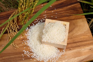 富里市産 コシヒカリ 10kg(令和７年度産）