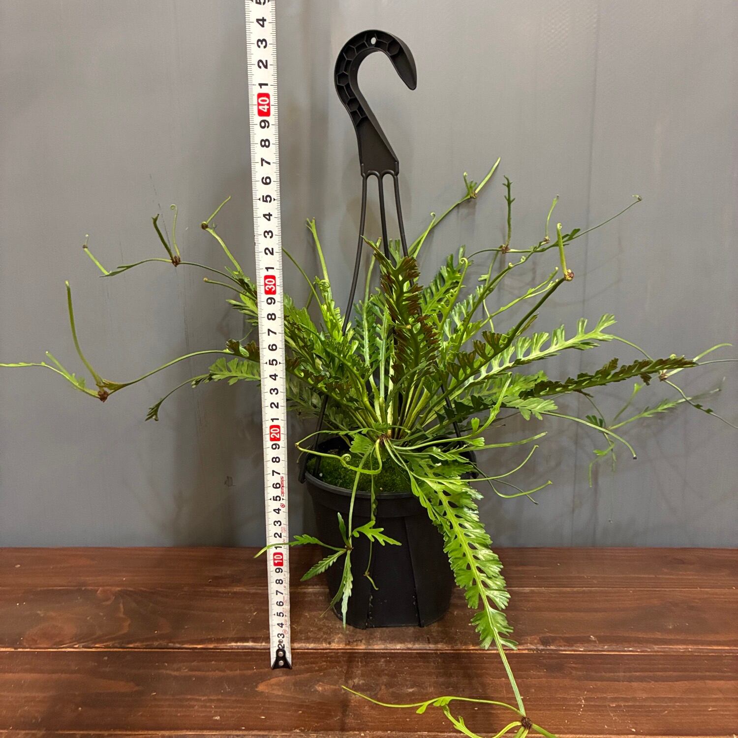 新着3日限定10%OFF】アスプレニウム ケンゾイ【220】 | PROTOLEAF