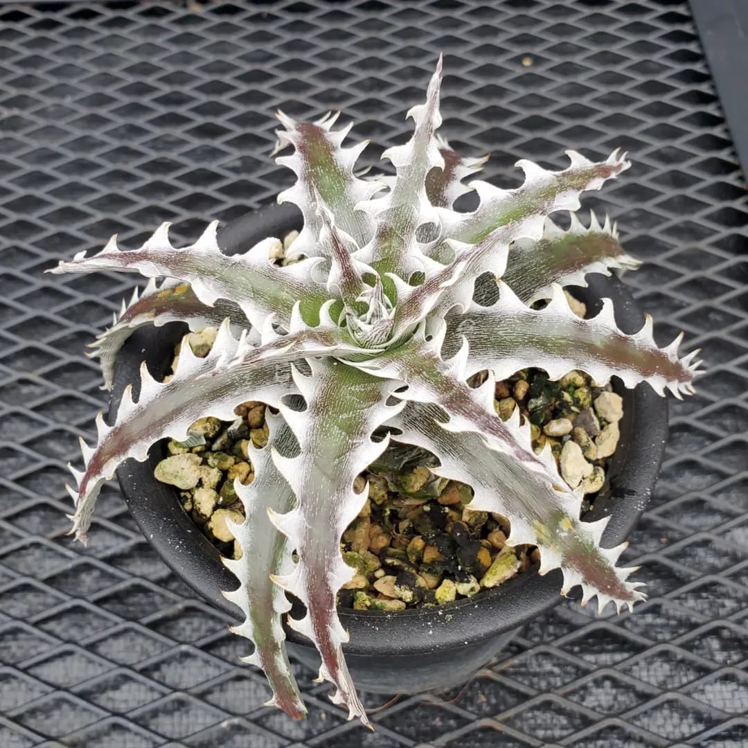 Otto氏ハイブリッド | レアプランツ通販サイトPlants Maniax（プランツ