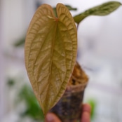 アンスリウム シリ / Anthurium Siri(A.radicans×A.dressieri)②