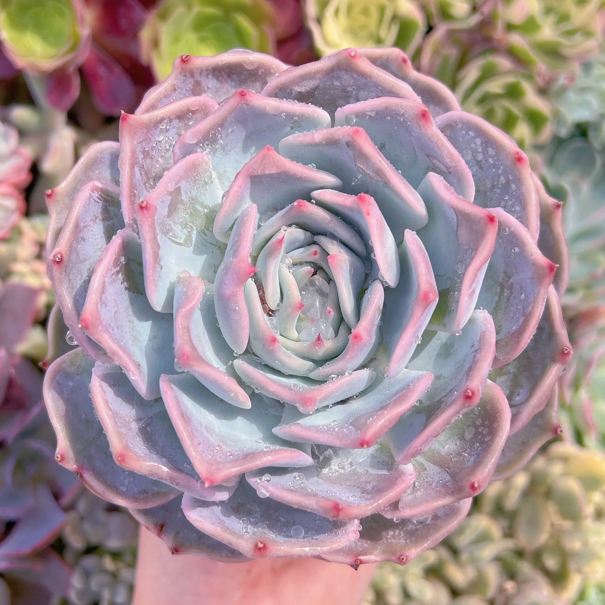 現品　ピカチュウ#1131　大苗　るる農園