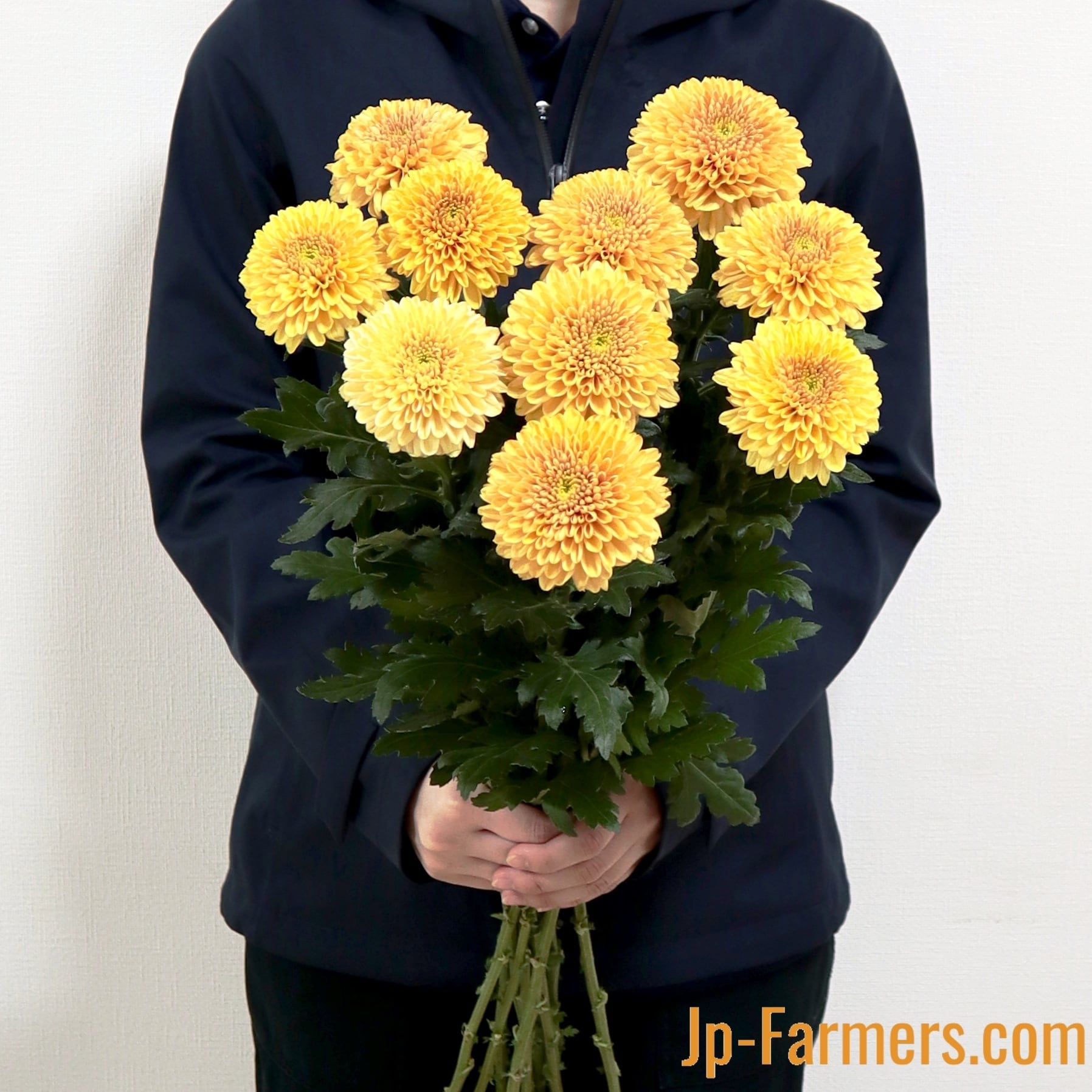 菊を飾ろう!! オペラオレンジ 10本 | 新鮮お花問屋 Jp-Farmers.com