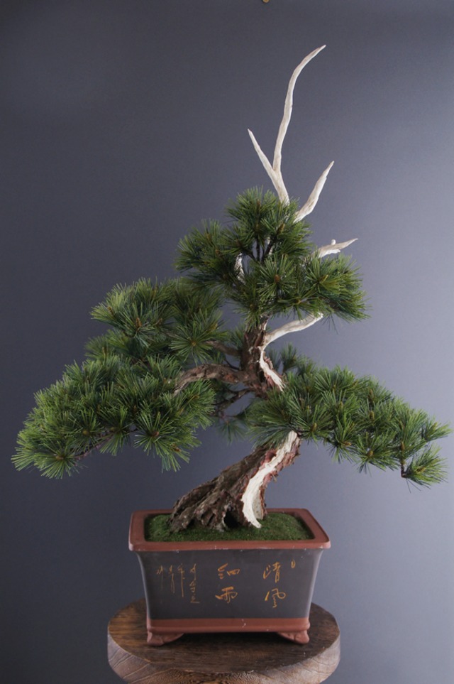 盆栽 模様木 神舎利付 Pinetree Bonsai 3 Oh Bonsai