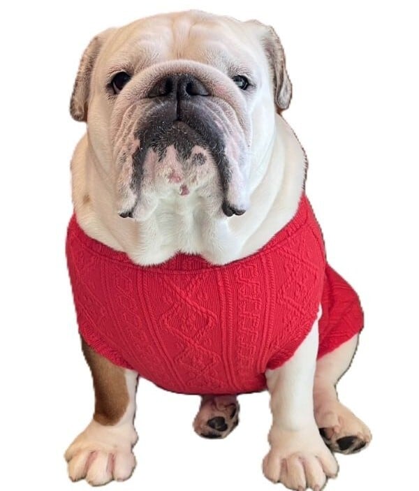 イングリッシュブルドッグの服 Bull＆Cherire