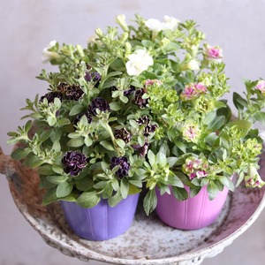 mondimanche ペチュニア湘南プチローザ・ヴェルデ｜定番の暑さに強いお花　希少　１株で大きく広がる