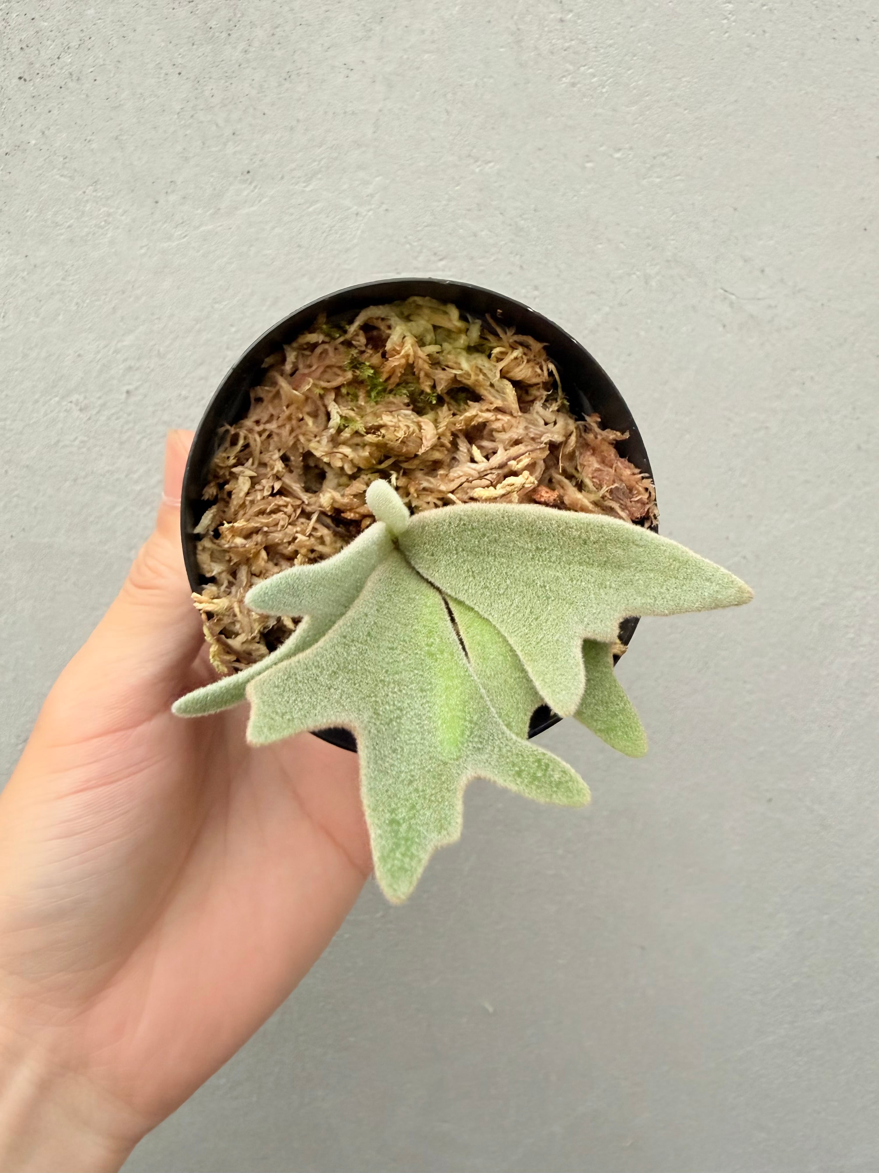 vandaka plants