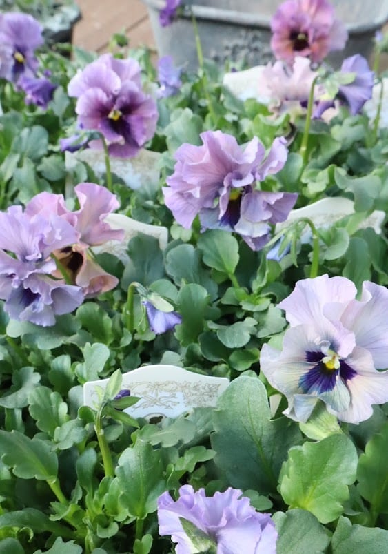 ビオラ『レディ』 3号ポット 1苗 寄せ植え 花 | サクシフォン|花で