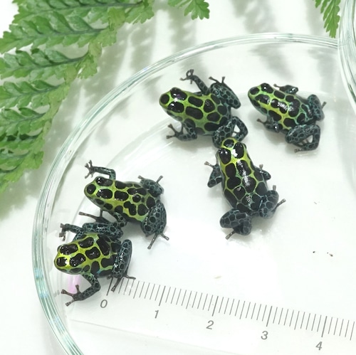 【５匹セット】バリアビリスヤドクガエル・サザン　Ranitomeya variabilis "Southern"