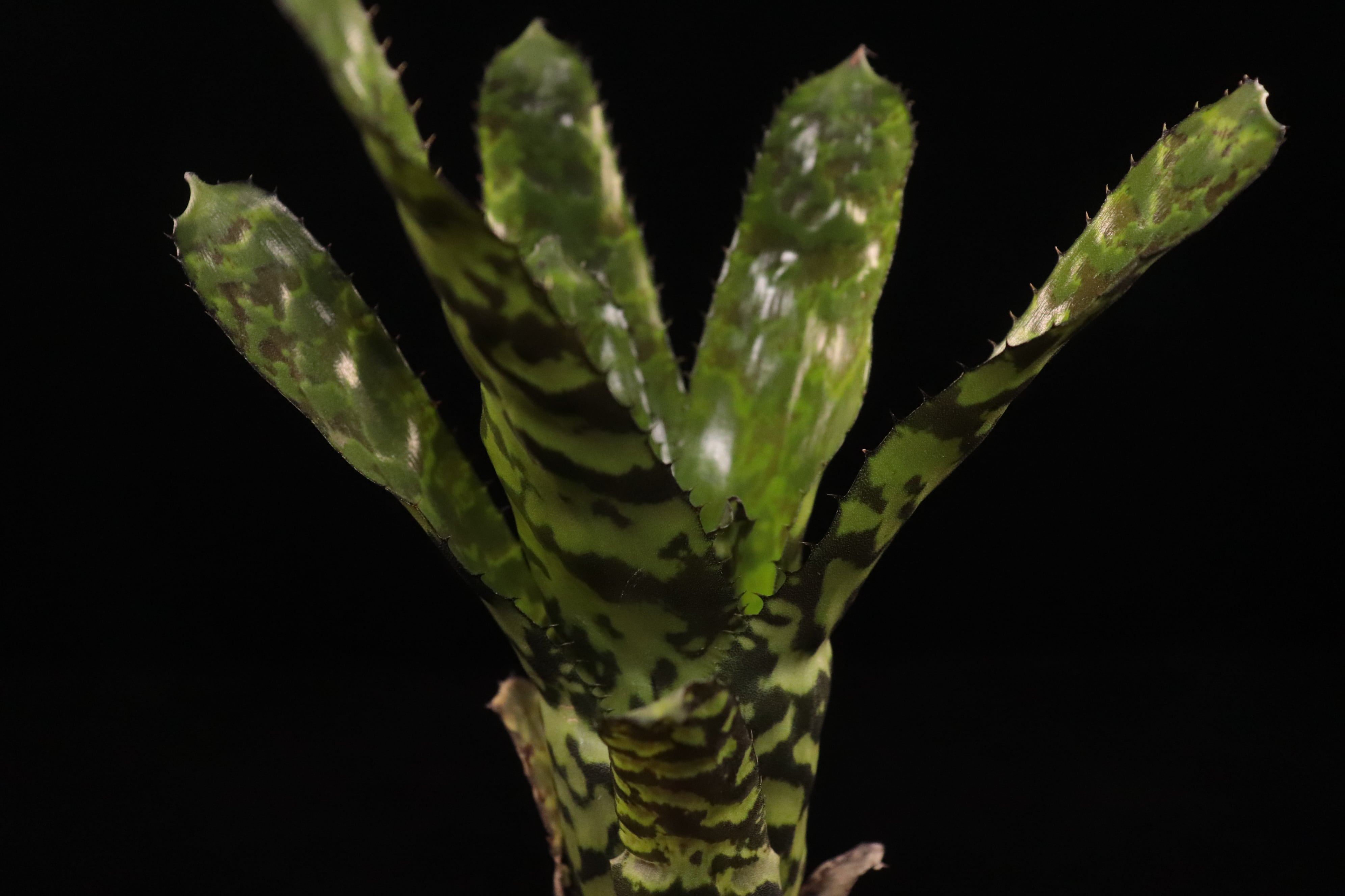 reserved】Aechmea 'Pali Ridge'〔エクメア〕現品発送A0158 | plane plants
