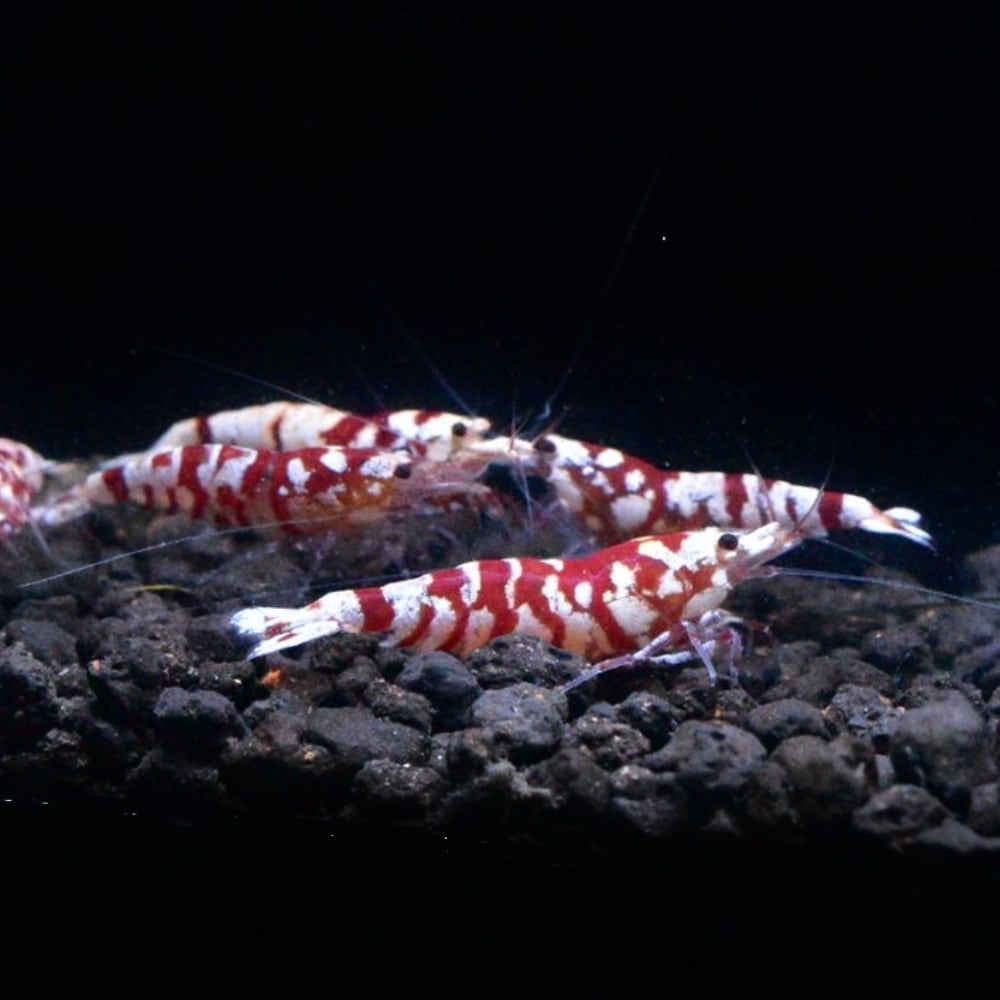 レッドファンシータイガー 花虎 10匹