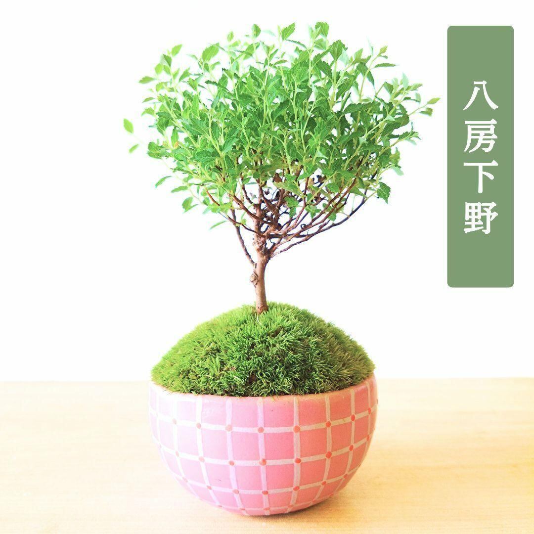 POTOCO 唐楓 カエデ 通天楓 観葉植物 陶器鉢 盆栽 小品盆栽 苔玉 POTOCO 唐楓 楓 カエデ 観葉植物 陶器鉢 盆栽 小品盆栽 苔玉 苔 | POTOCO