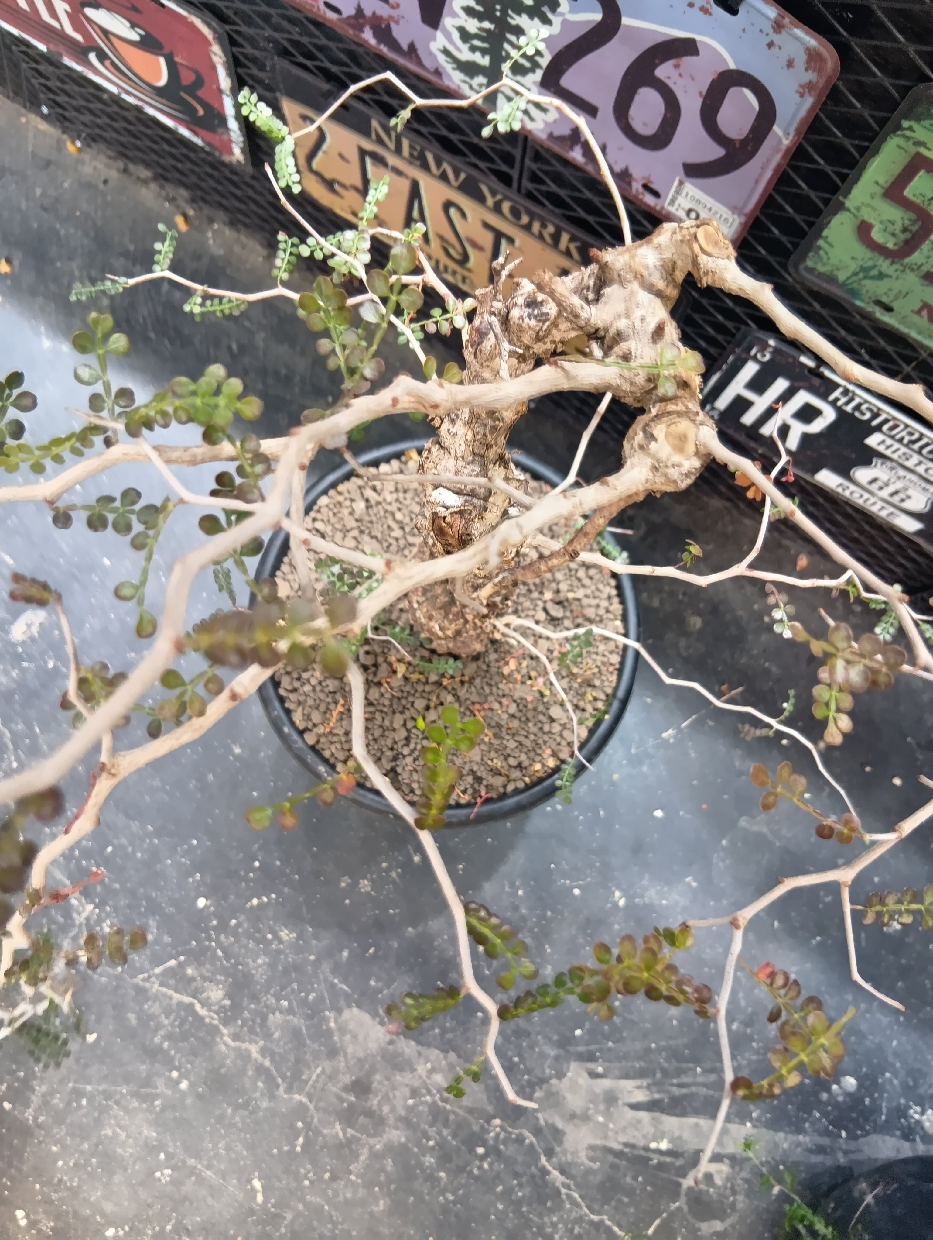 大特価 激レア オペルクリカリア パキプスSP 現地球 | Buenaplant