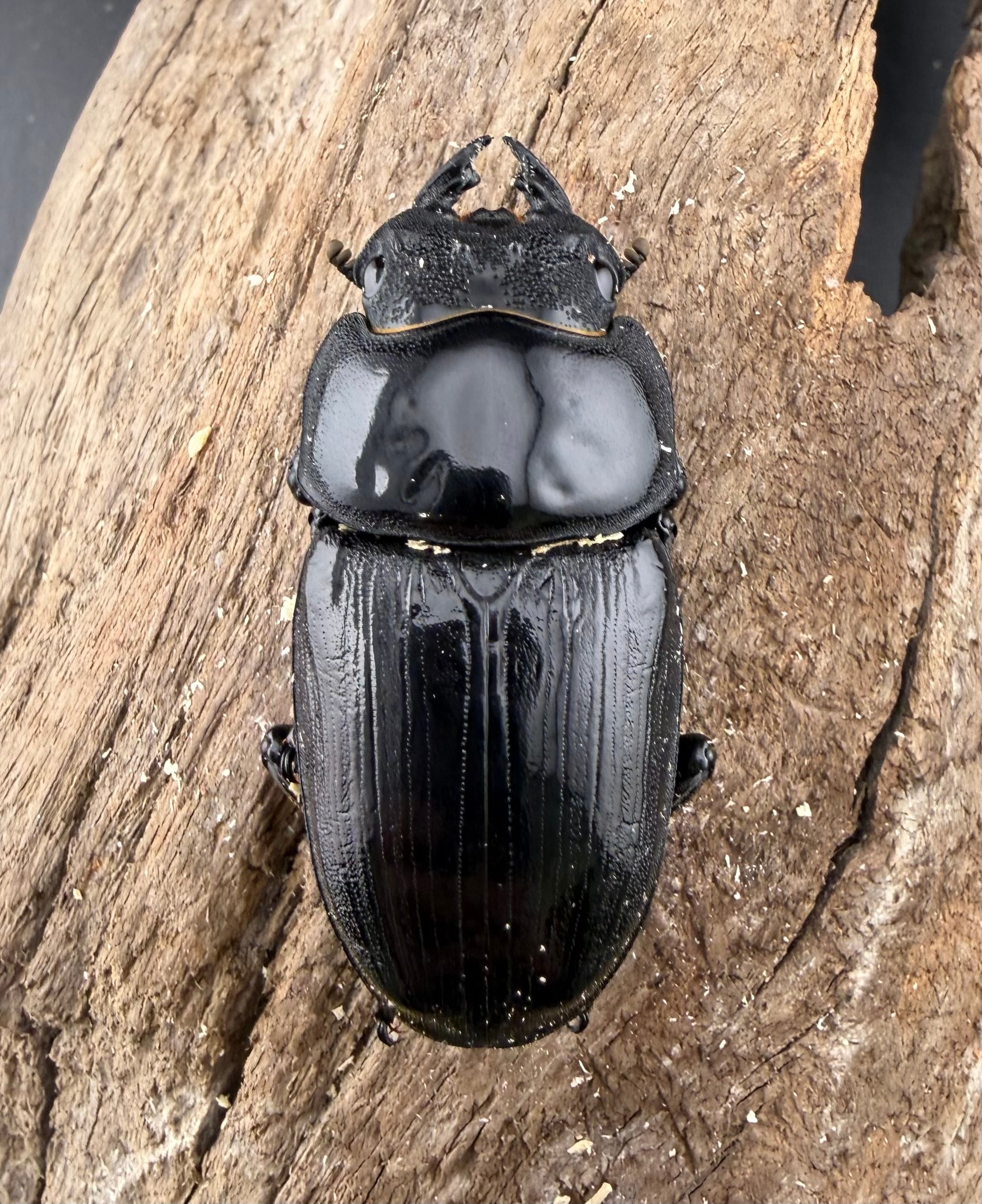 オオクワガタ 能勢YG血統 80.5mm ペア》 | KPW公式オンラインショップ