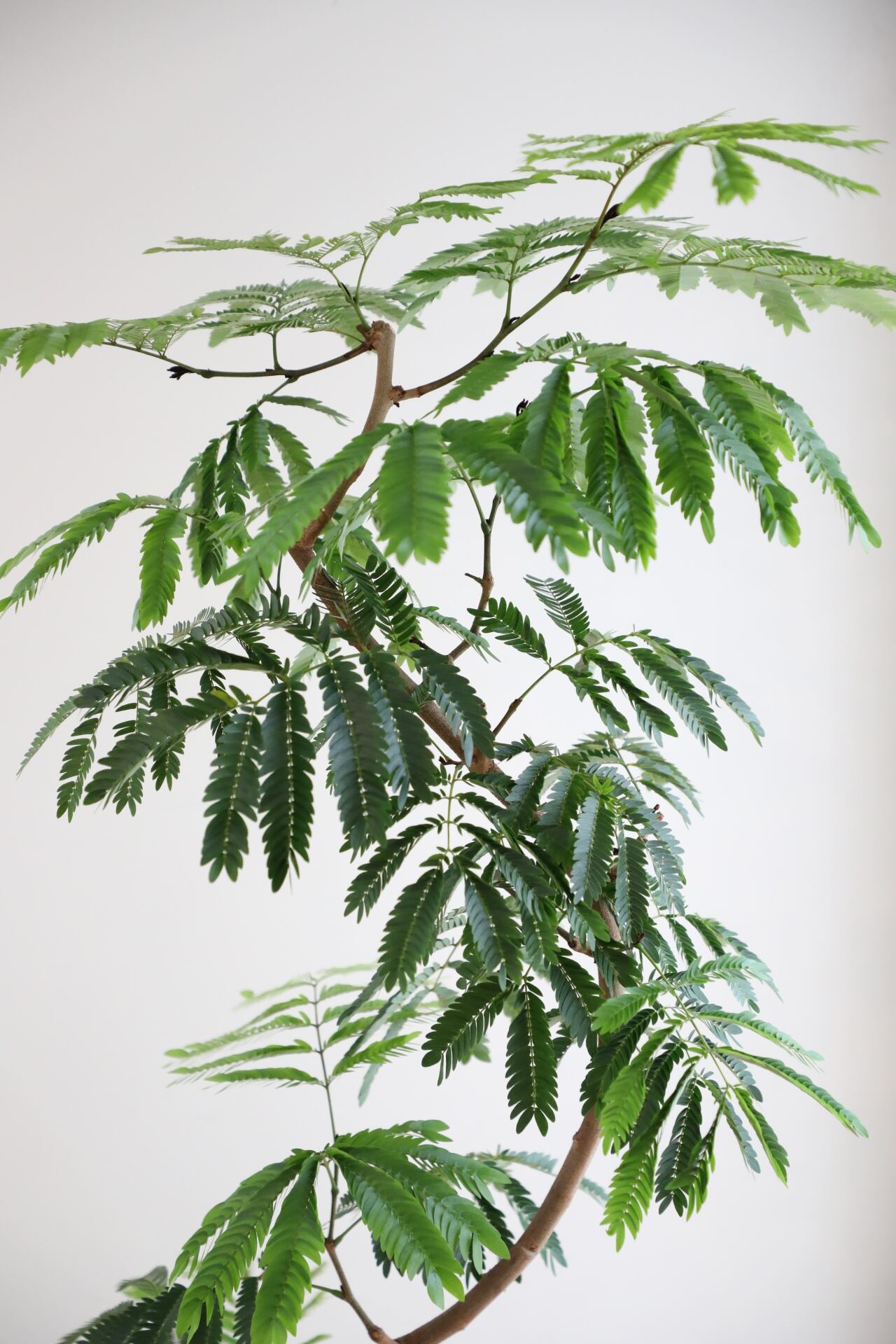 ☆エバーフレッシュ 沖縄産原木•曲がり仕立て♪ 143cm♪ エバーフレッシュ OKINAWA幹太 no1 - メルカリ