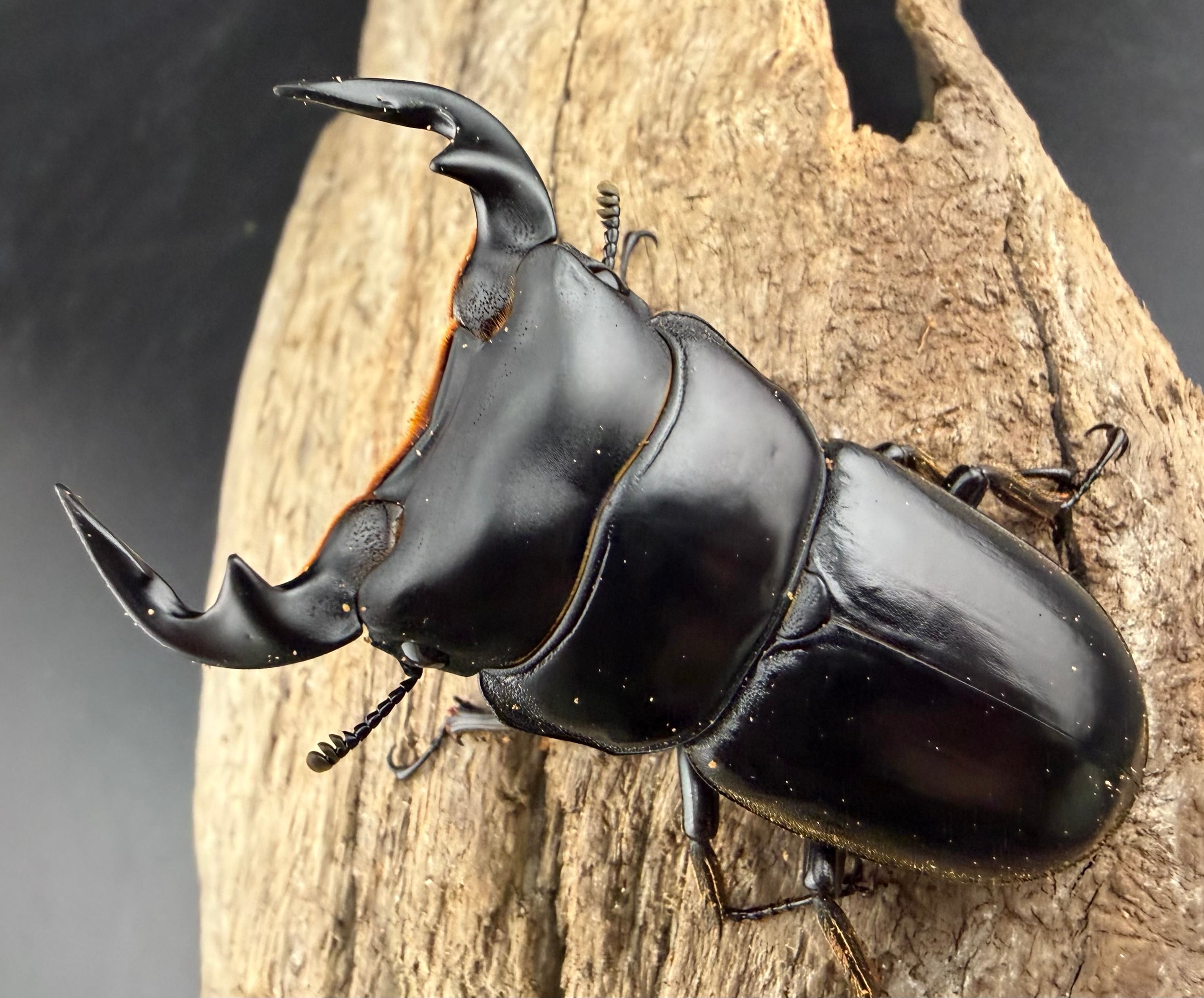 オオクワガタの仲間 | KPW公式オンラインショップ