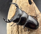 即ブリ《マレーアンタエウスオオクワ  グノン・ヌアン産 62mm ♂♀♀トリオ》