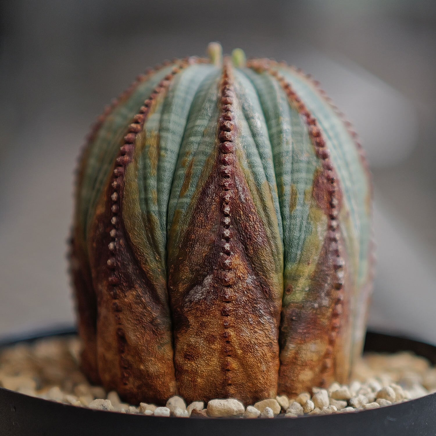 メス株 美模様 木質化 オベサ / ユーフォルビア | LIGHTHOUSE.PLANTS