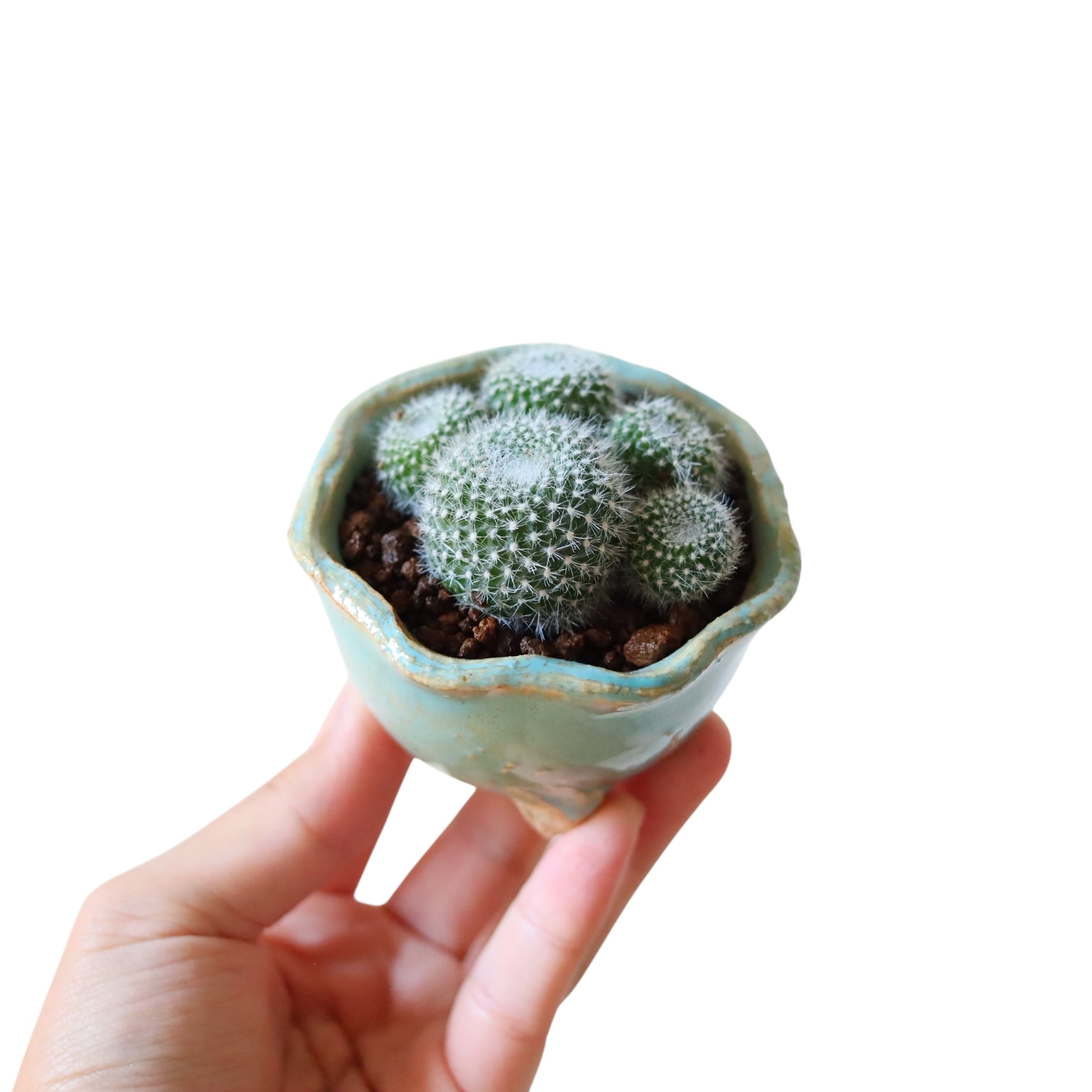 にくきゅう(花)(信楽焼)