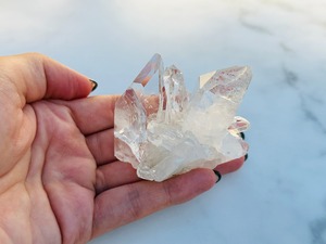 ペット同士が仲良くなる3