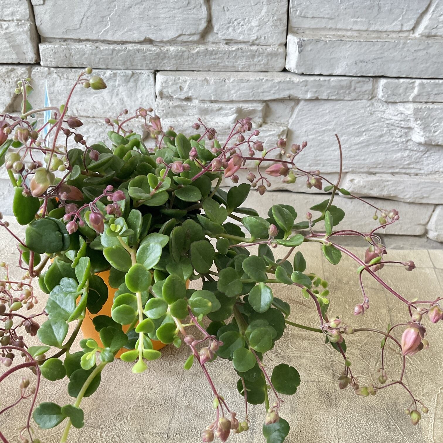 花苗 | 橋本種苗園