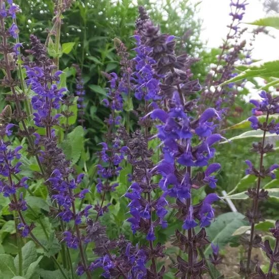 サルビア シルベストゥリス 'メイナイト'