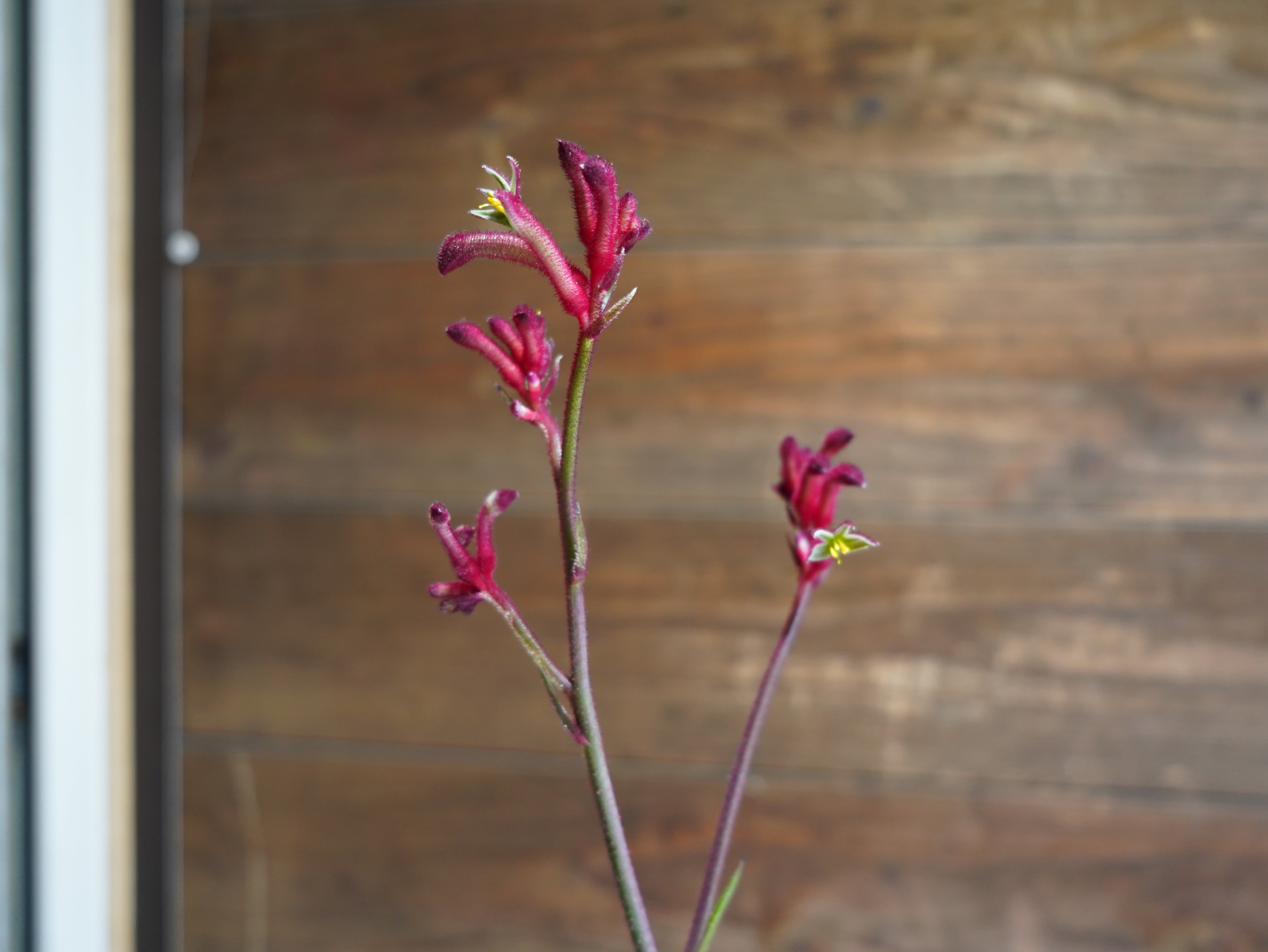 【現物】カンガルーポー（レッド）