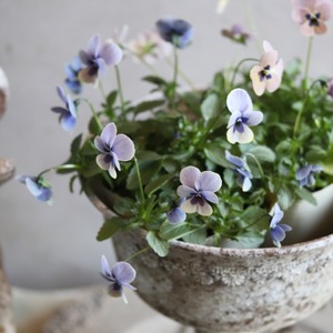 ビオラ　見元ビオラ　トルニー　冬から春のお花　シックな色のお花　