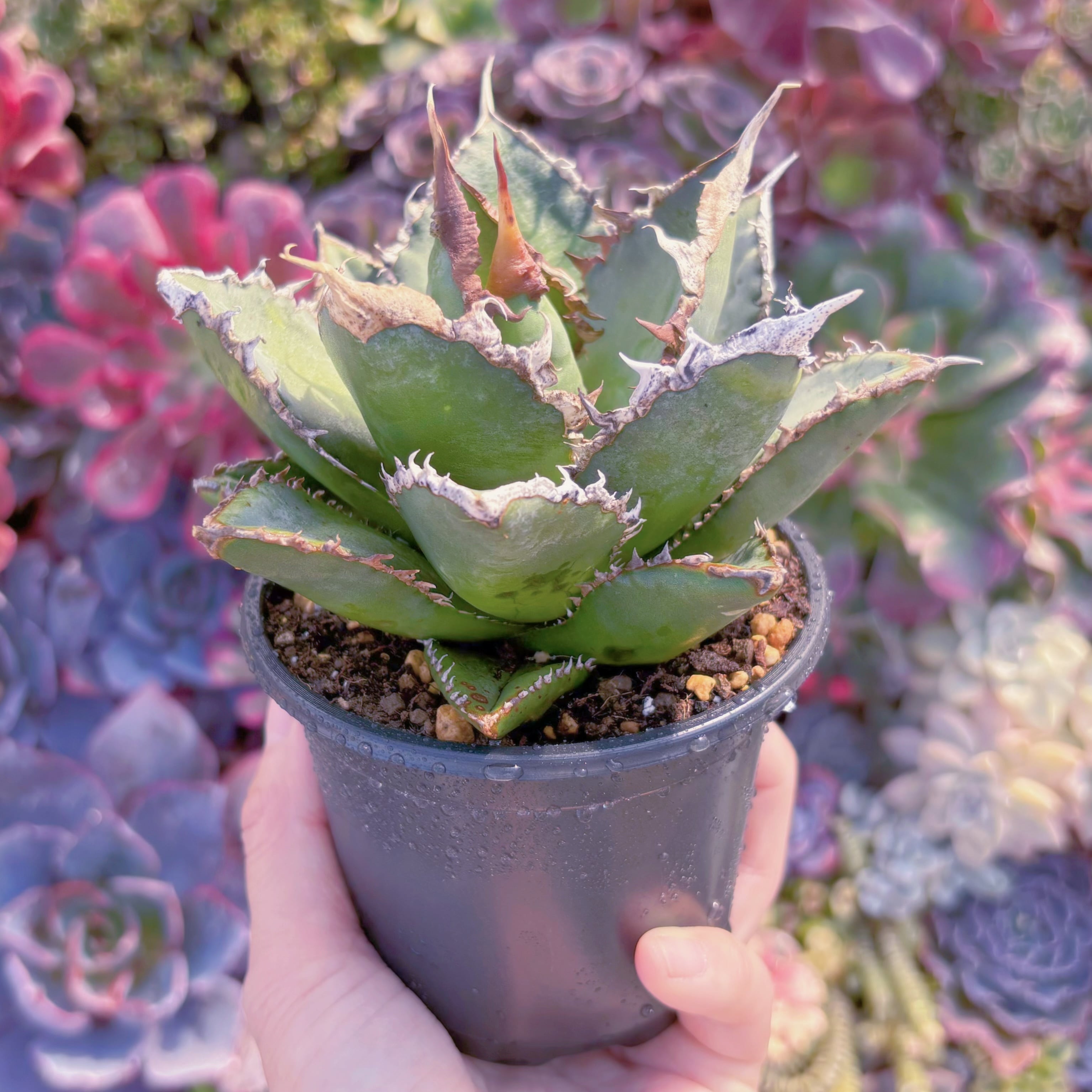 現品　アガベ　緑幽霊#A091　新入荷　るる農園