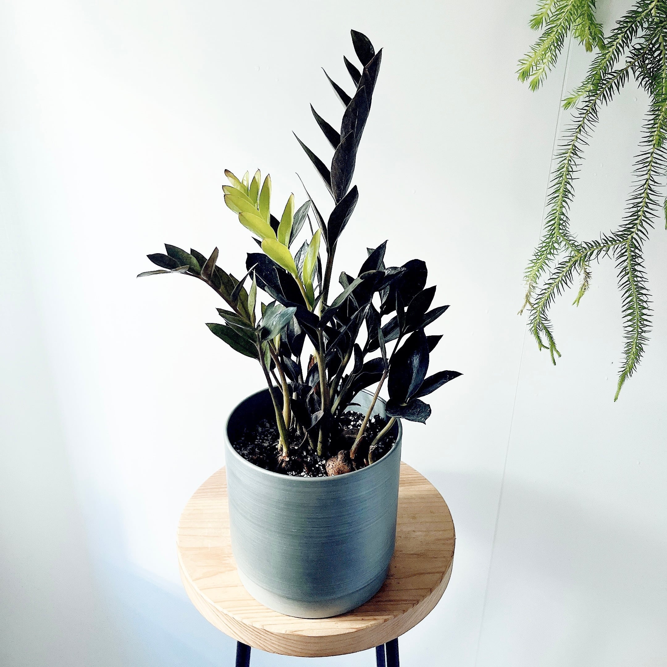 フペルジア グリーンゴエベリー やわらかに垂れる森のシダ｜calm cafe