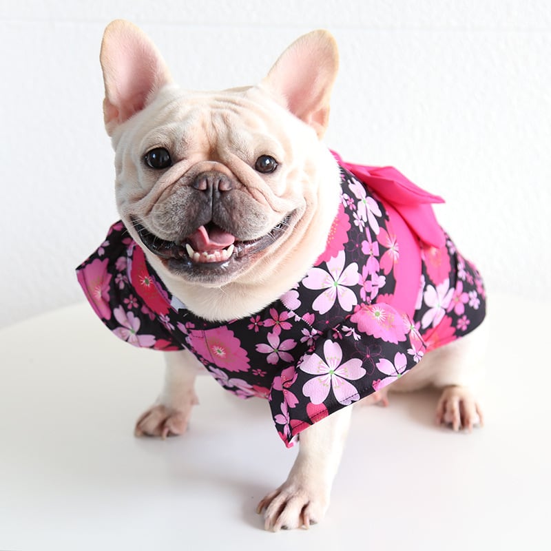 2026桜お花見 犬服 ドッグウェア 浴衣 着物 夏祭り 正月 初詣 花柄