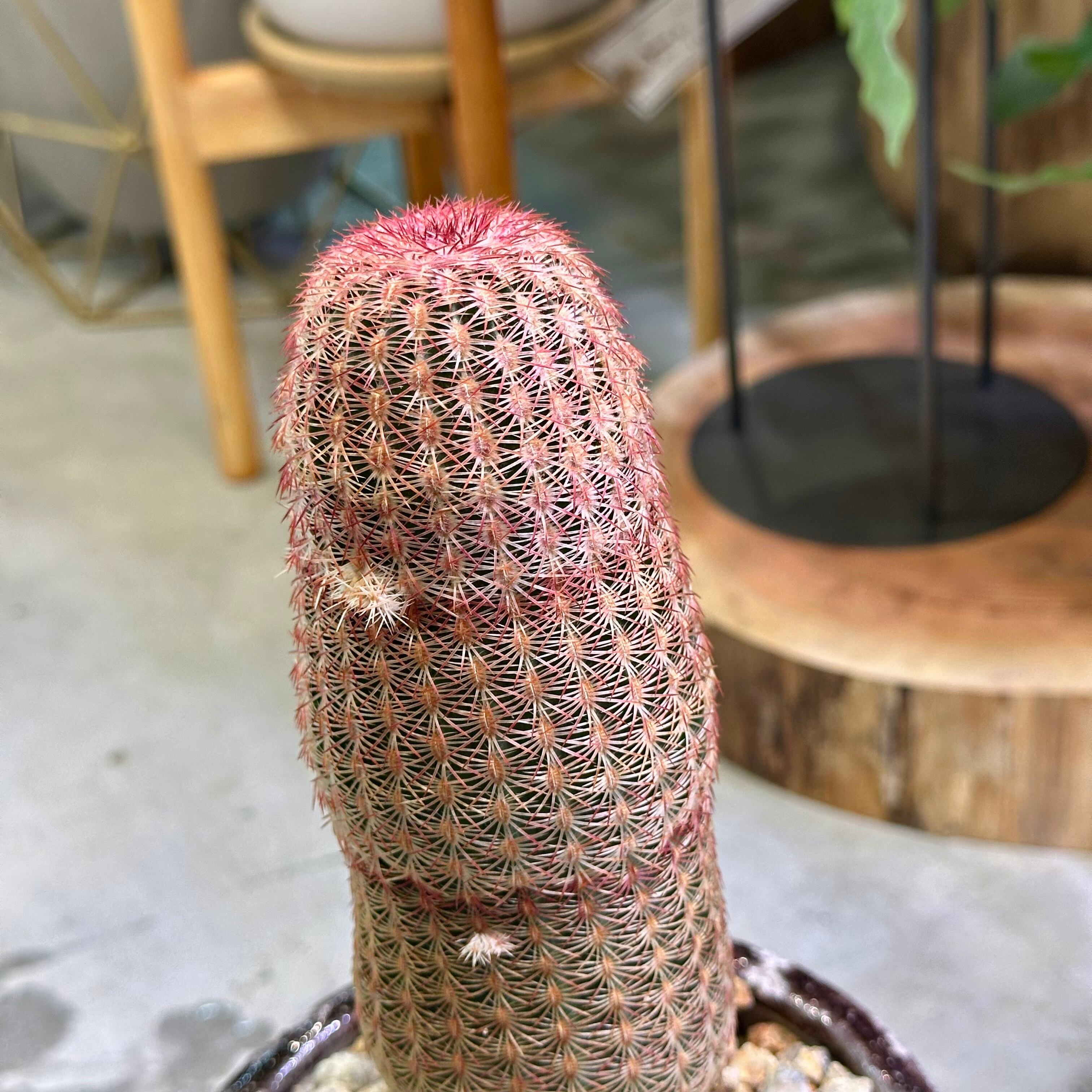 エキノセレウスサボテン・紫太陽 | barrelplants_BONSAI