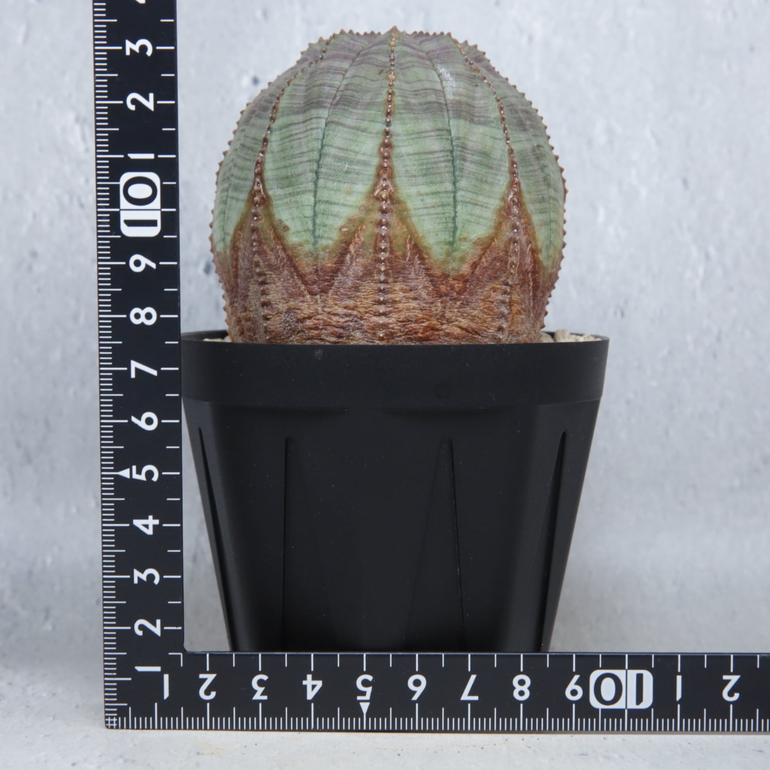 最大幅 約7.3cm 木質化 美模様 まん丸 オベサ / ユーフォルビア