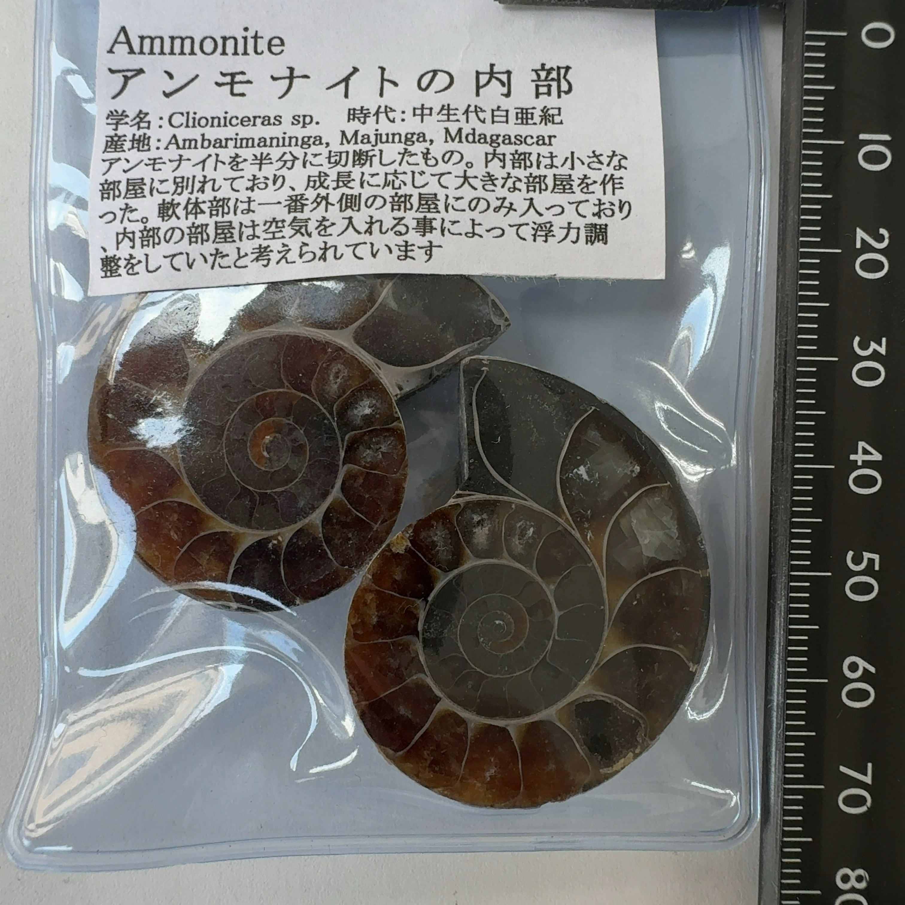 E25889】 ペア アンモナイトの内部 アンモナイト 化石 E25889】 ペア アンモナイトの内部 アンモナイト 化石