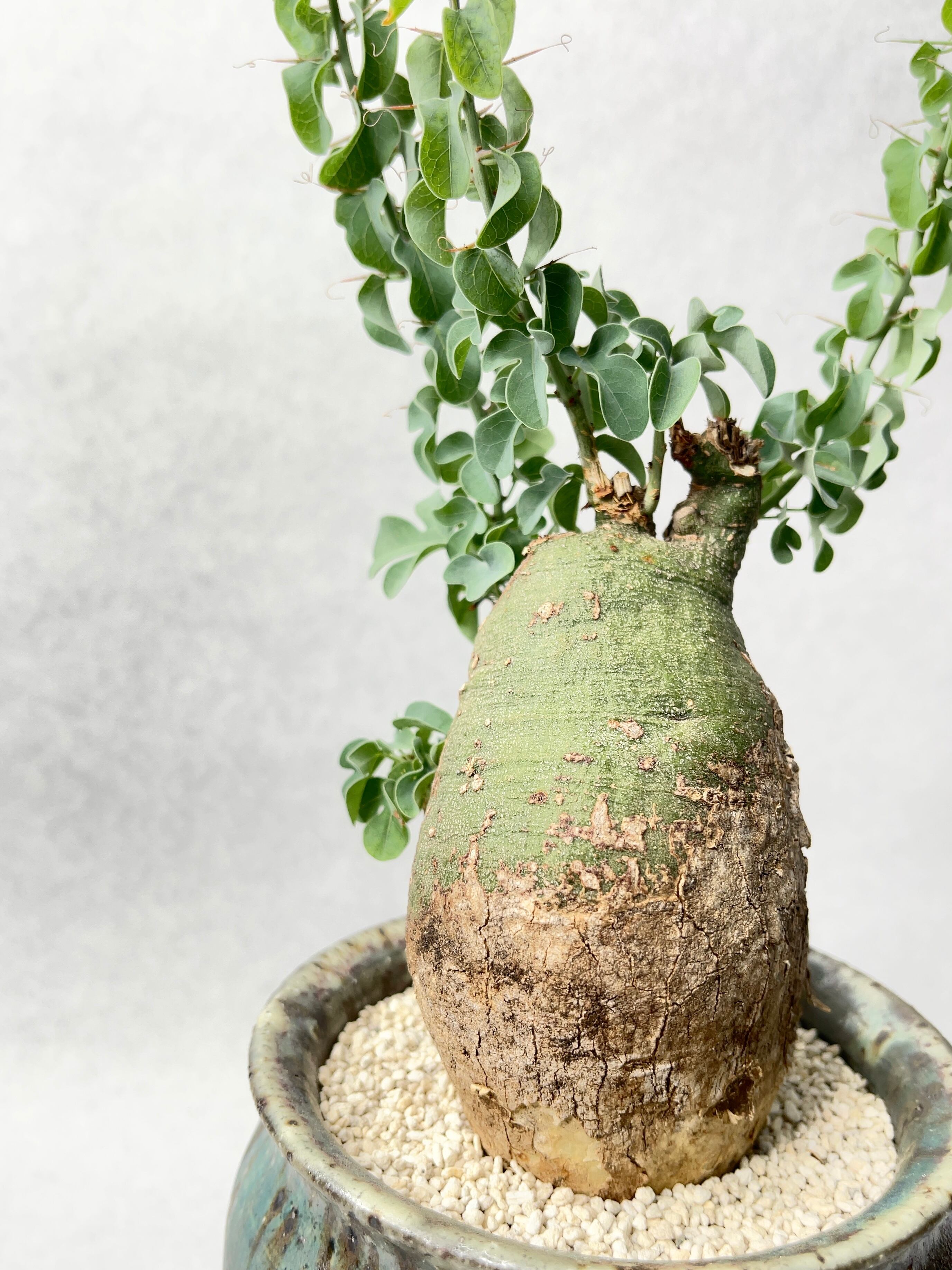 アデニア グロボーサ 大株 現地球 グラキリス パキプス 新着 5 大株