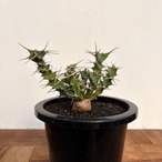Euphorbia clavigera【ユーフォルビア・クラビゲラ・実生】