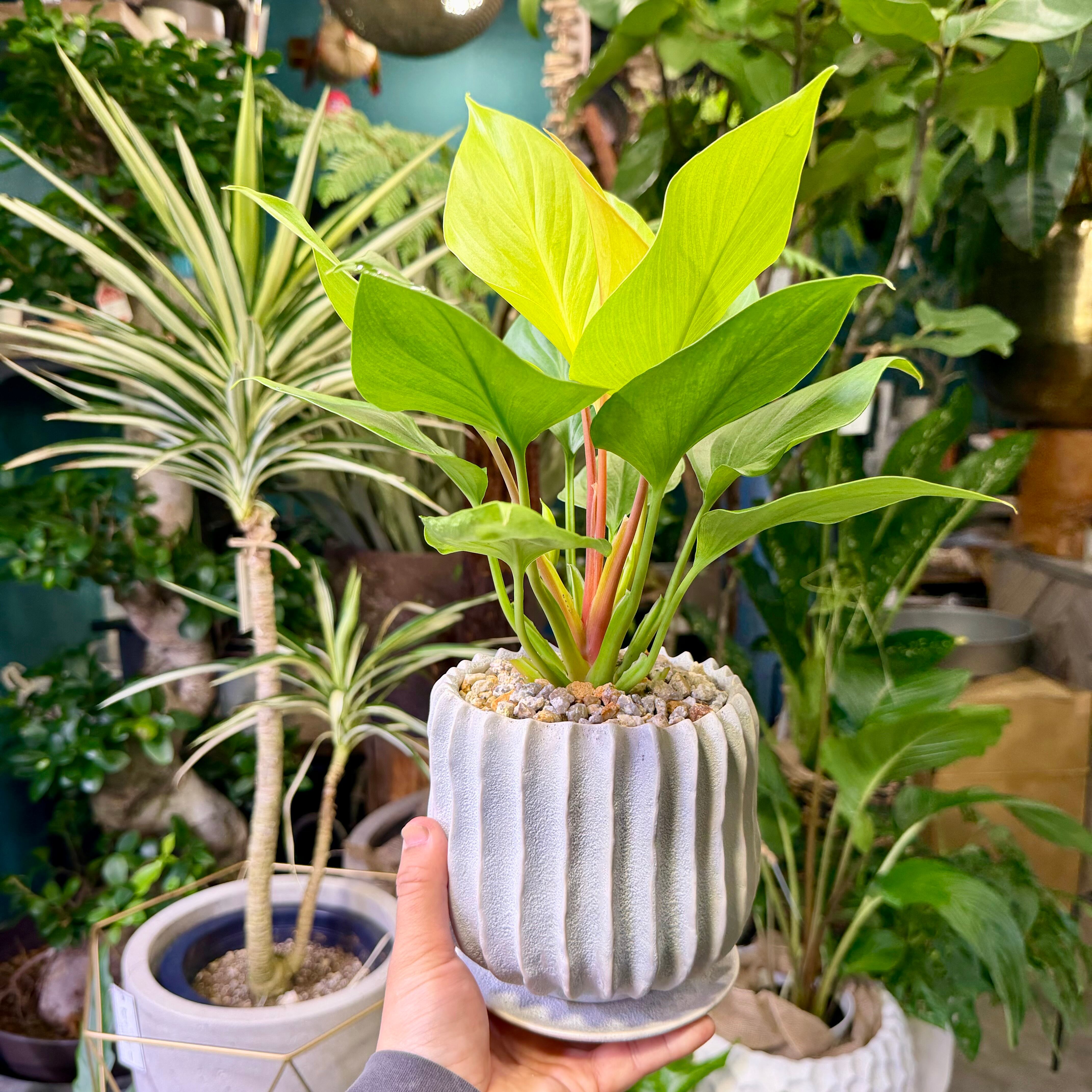 ホマロメナ・レモンライム | barrelplants_BONSAI