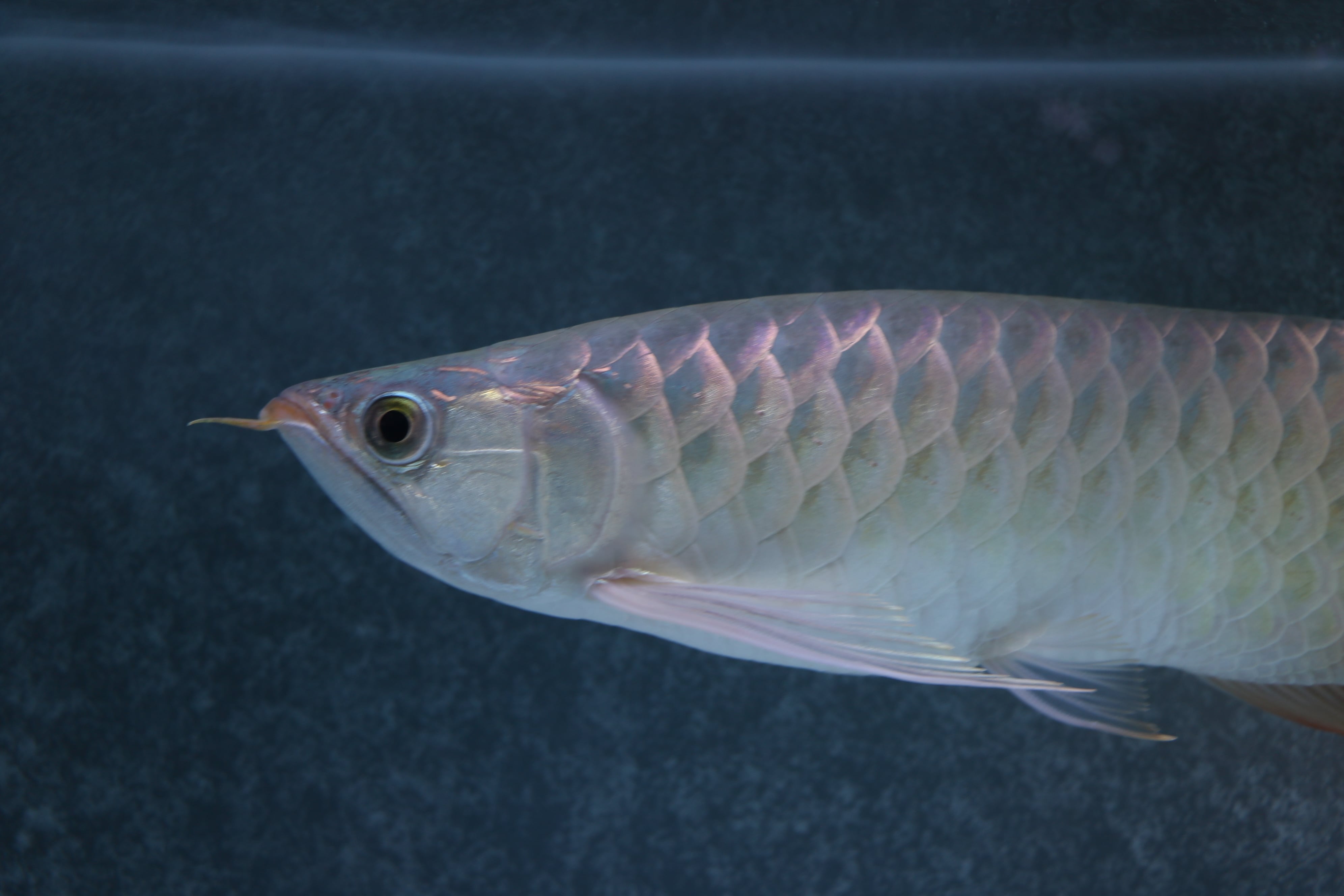 紅龍No.1689(スーパーレッド)☆ハイクオリティ☆ ±35㎝