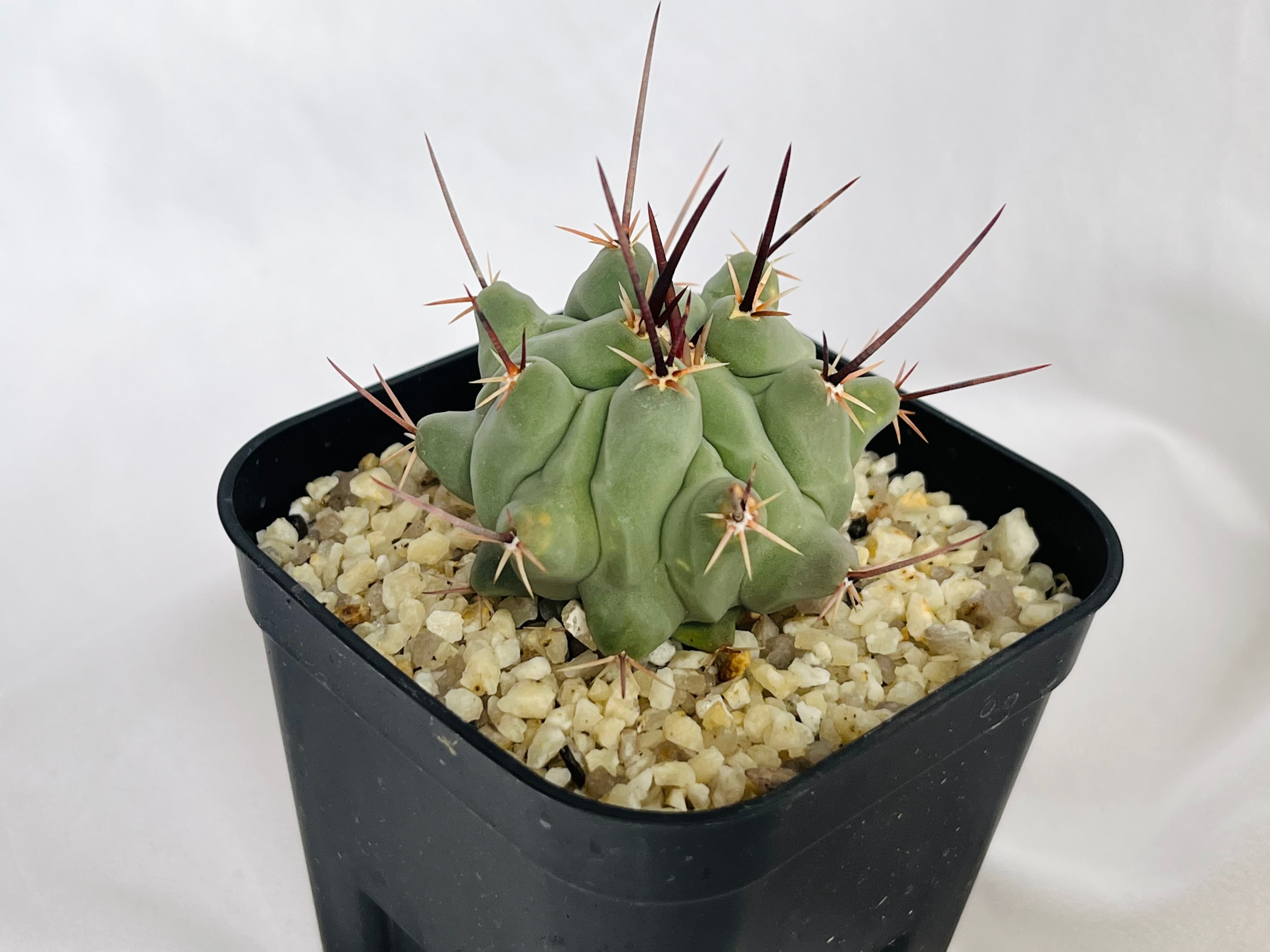 サボテン　テロカクタス　大型鶴巣丸　実生　※鉢のまま発送 多肉植物 サボテン テロカクタス 大型鶴巣丸 実生