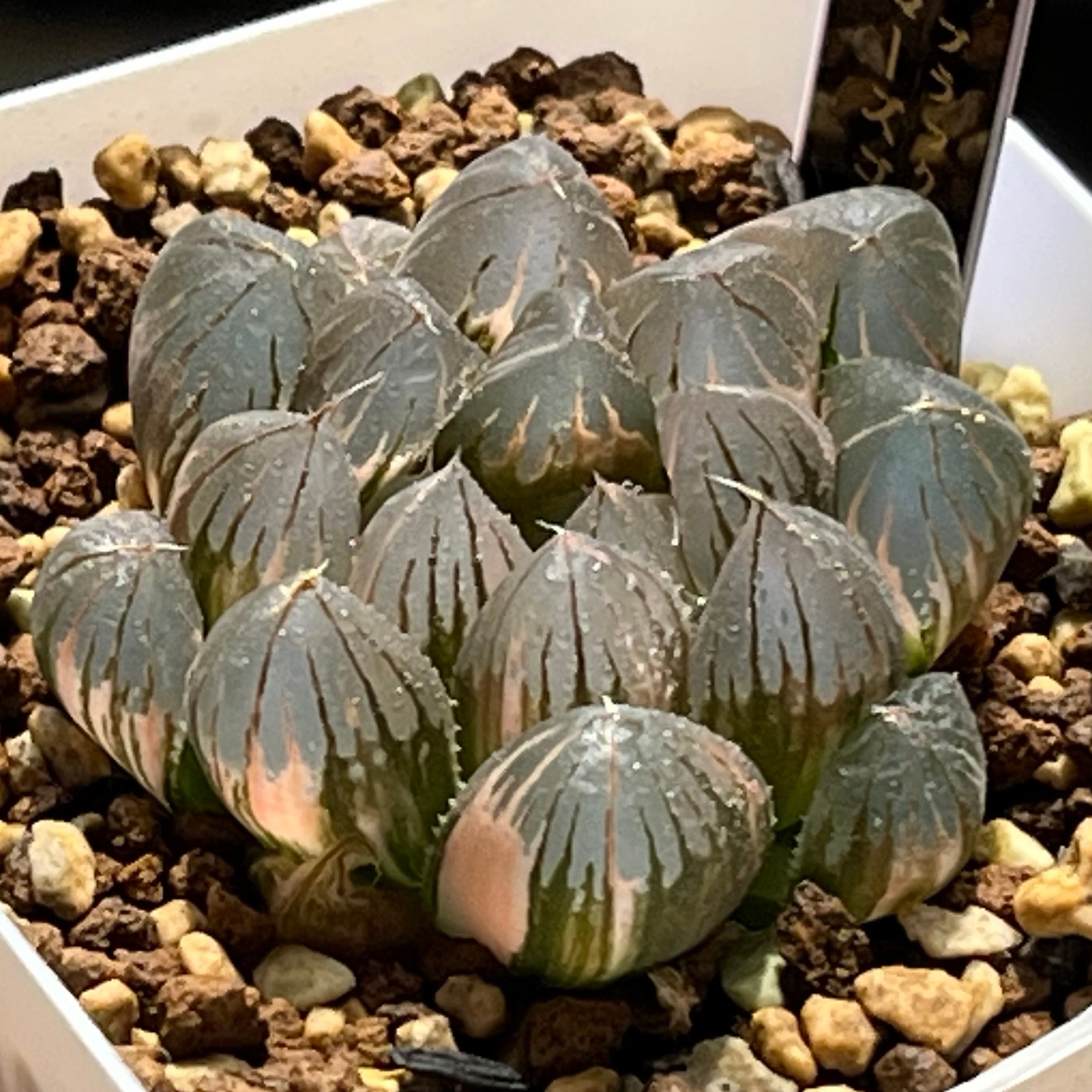 多肉植物 ハオルチア 白妙万象錦 極上斑 ハオルチア 万象錦 白妙 | mocono_plants